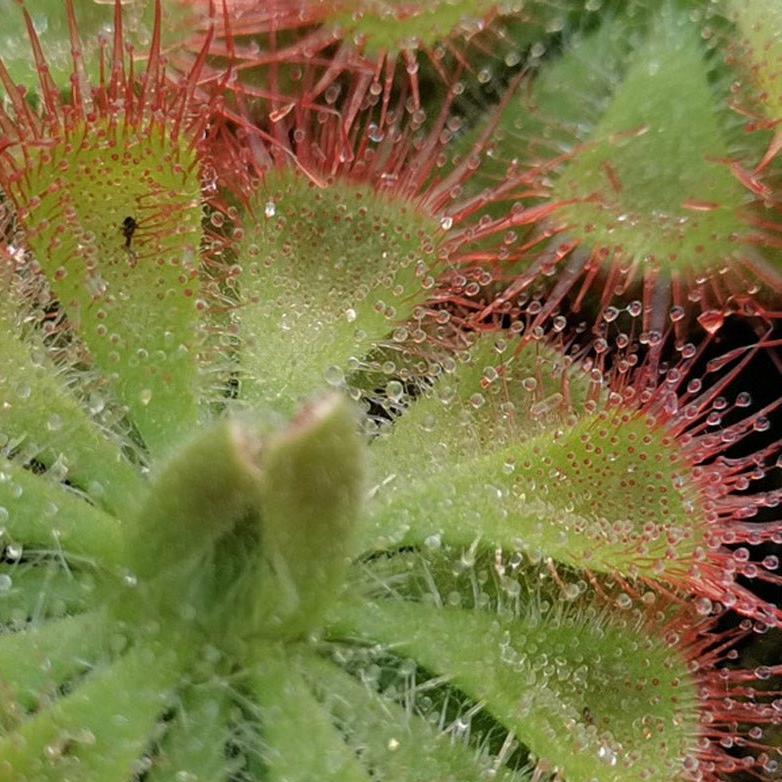 Drosera burmannii 'Tropical Sundew'