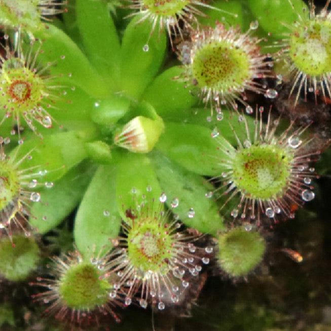 Drosera pulchella Purple Flower (Pretty Sundew)
