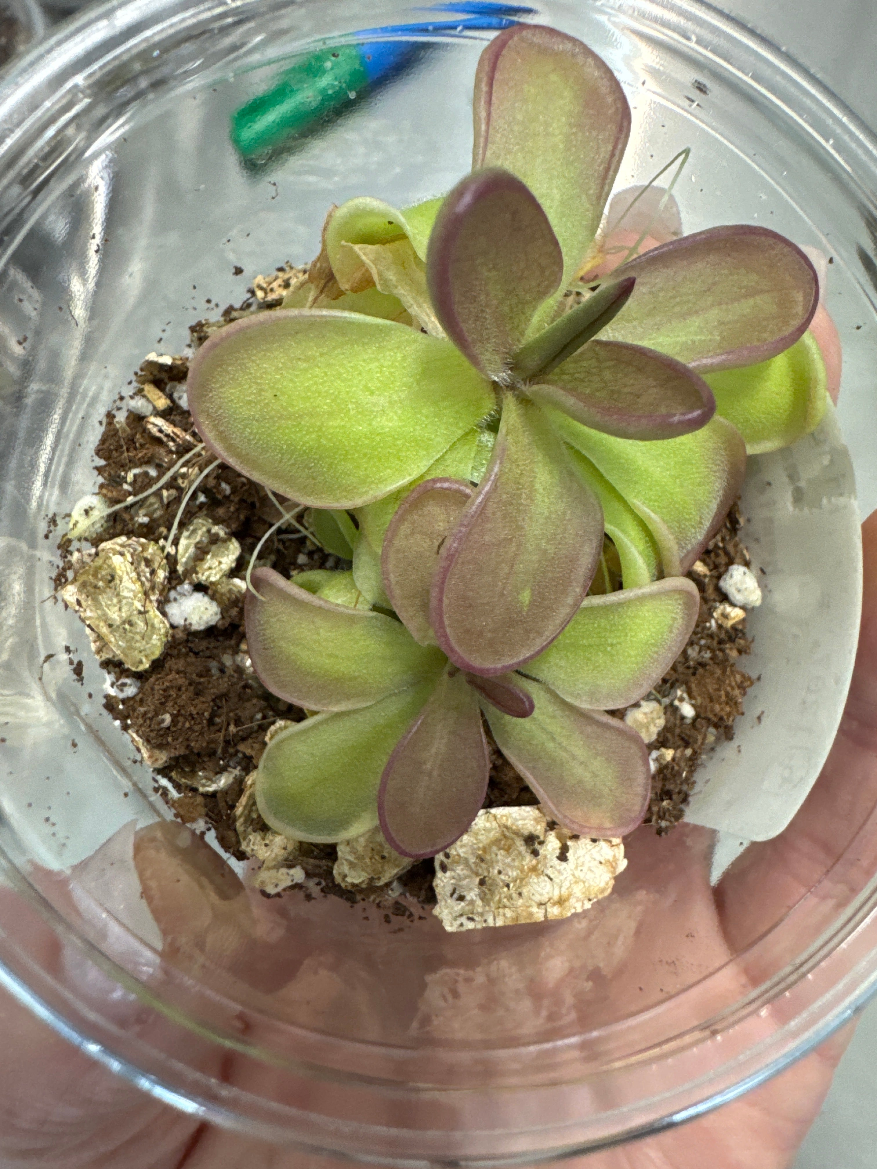 Pinguicula 'Emarginata x Hemiepiphytica' – Mexican Butterwort – 1 Plant in Grow Cup