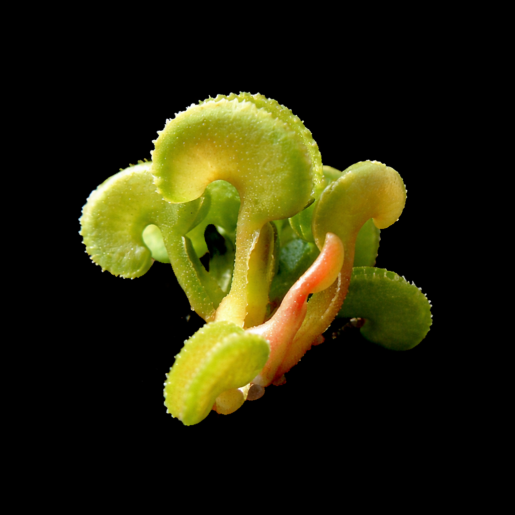 Dionaea muscipula 'Cudo Mini' (Venus Flytrap)