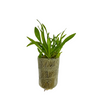 Echinodorus bolivianus (Rusby) Holm-Niels - Immersed Grown