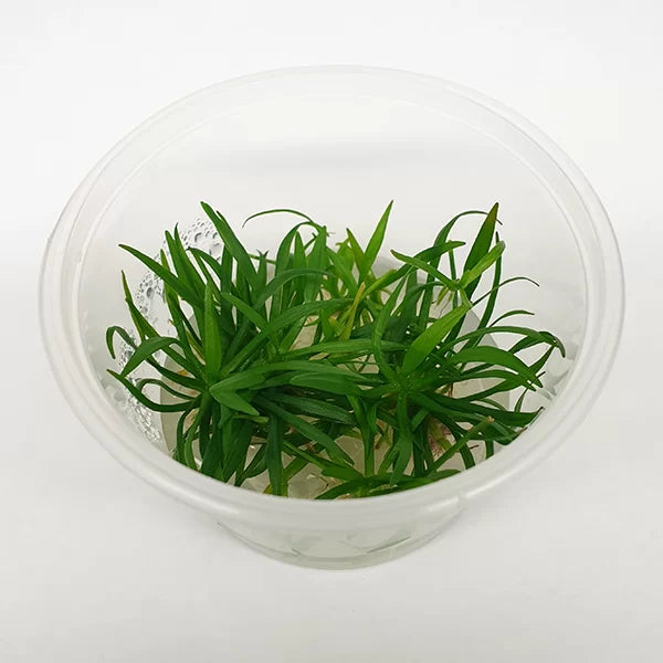 Echinodorus tenellus ‘Pygmy Chain Sword’ - Tissue Culture Cup