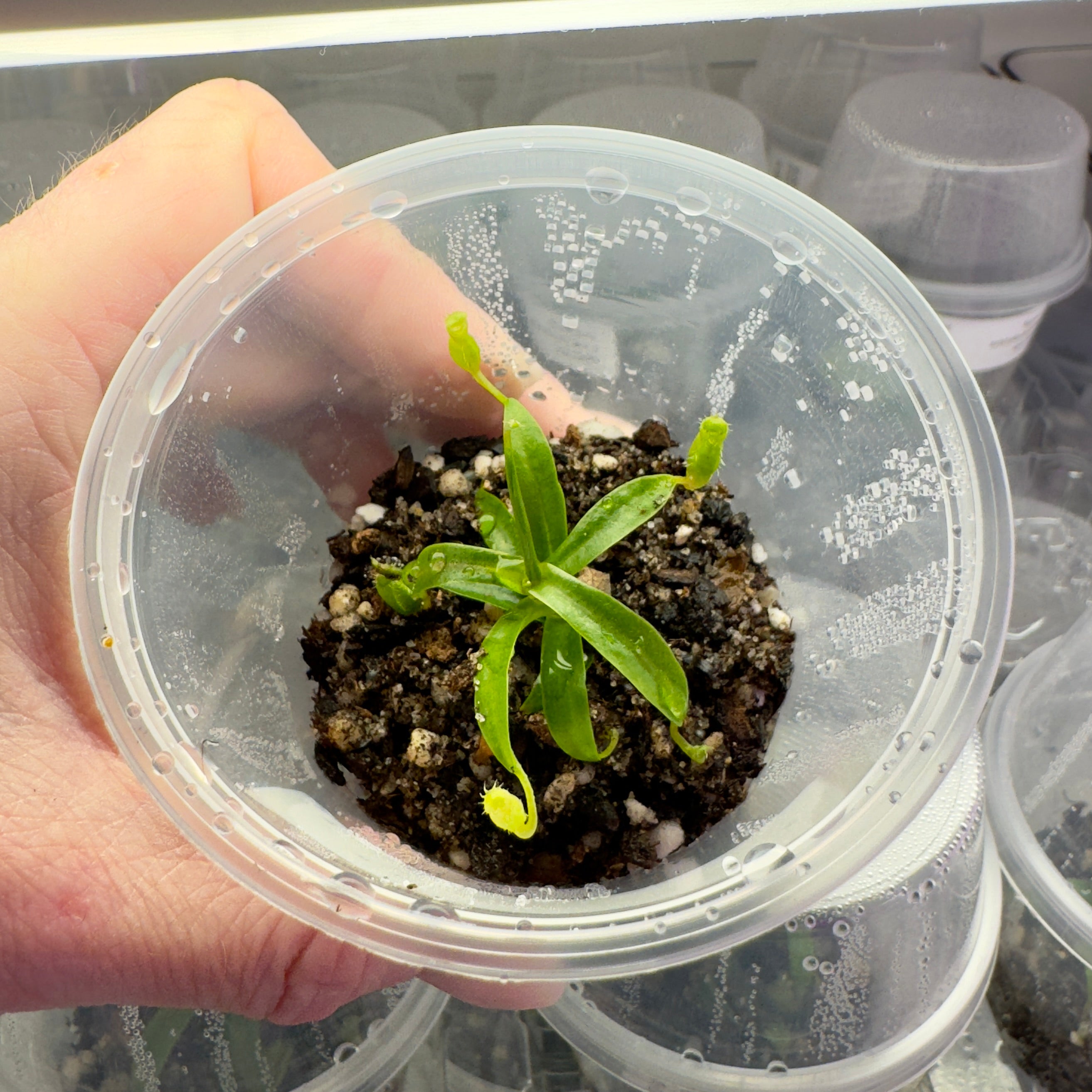 Nepenthes aristolochioides x spectabilis - Pitcher Plants - 1 Plant in Grow Cup