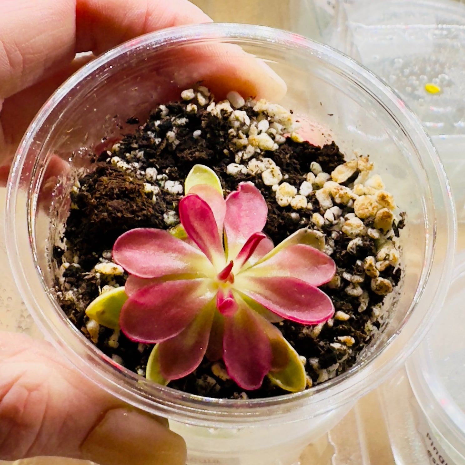 The Guppy Garden