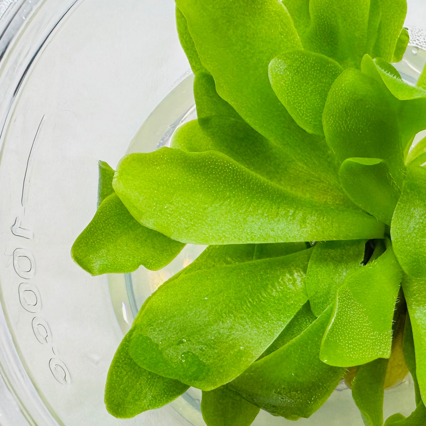 Pinguicula 'Rectifolia' (moranensis Huahuapan) – Mexican Butterwort – 1 Plant in Grow Cup