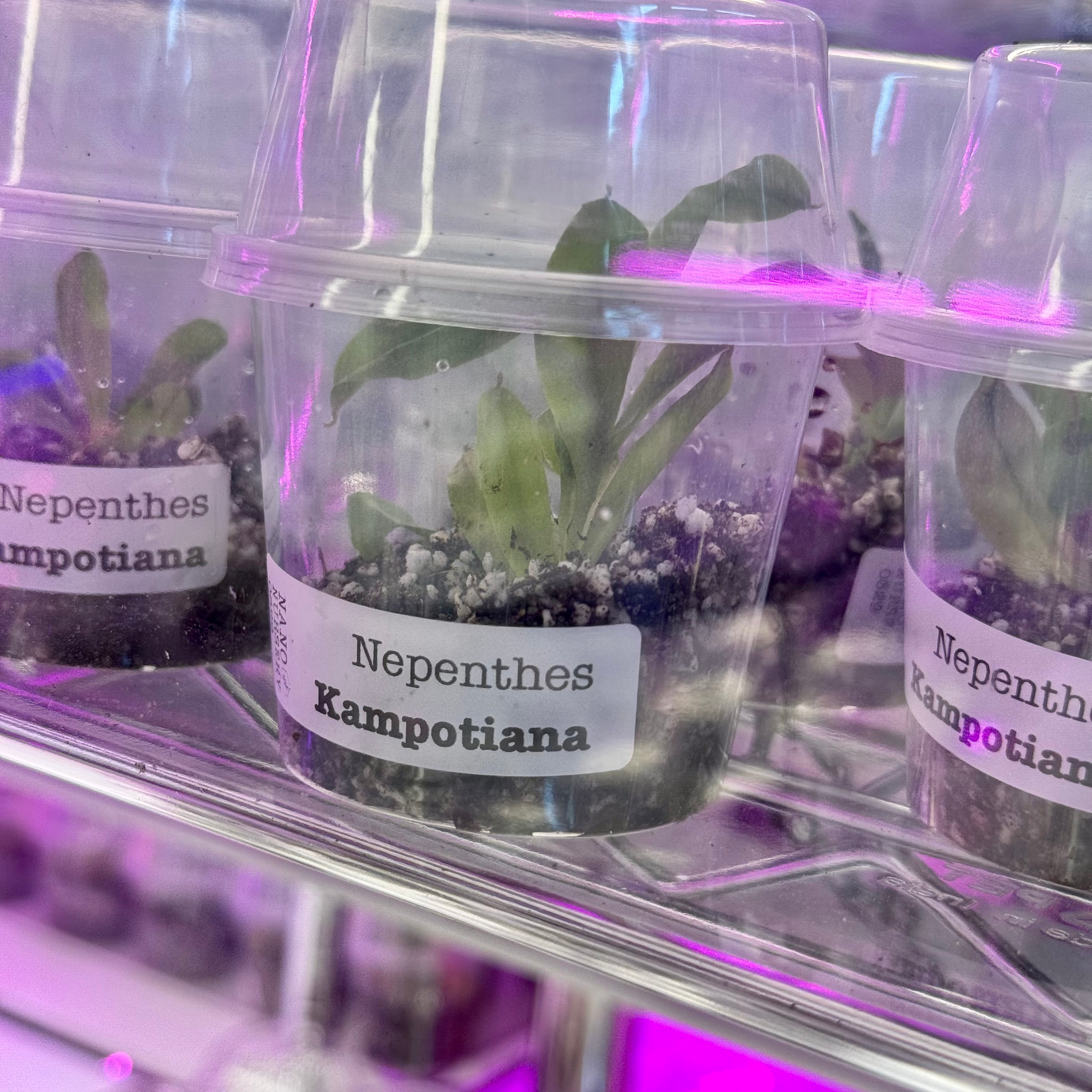 Nepenthes Kampotiana  - Kampot Pitcher Plant 