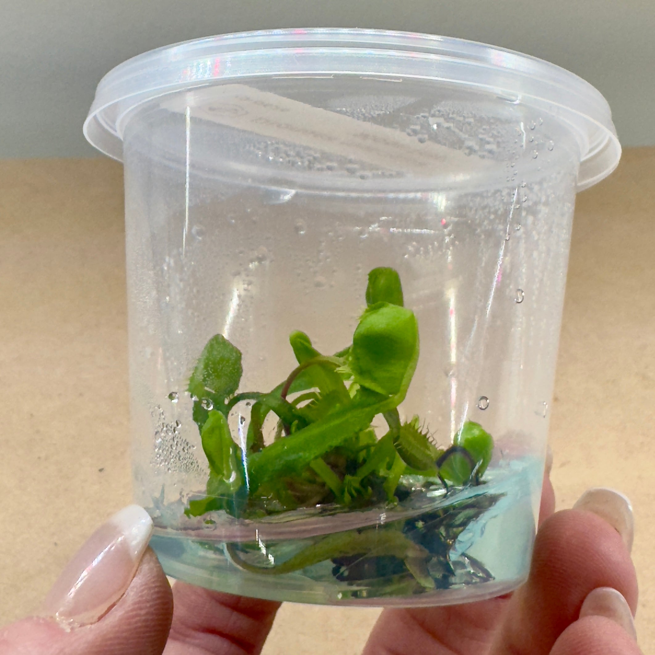 Dionaea muscipula 'Moon Trap' (Venus Flytrap)