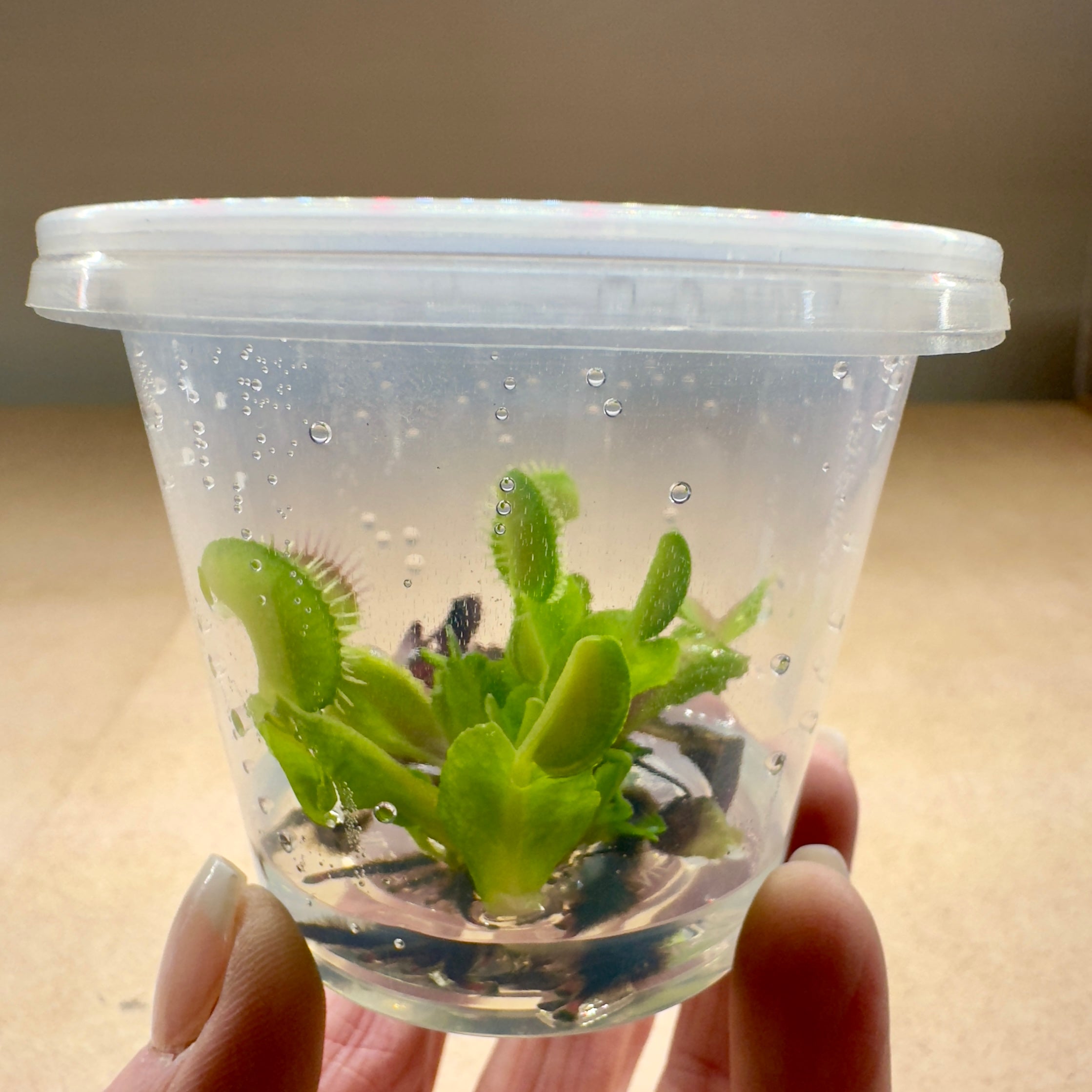 Dionaea muscipula 'Diablo'