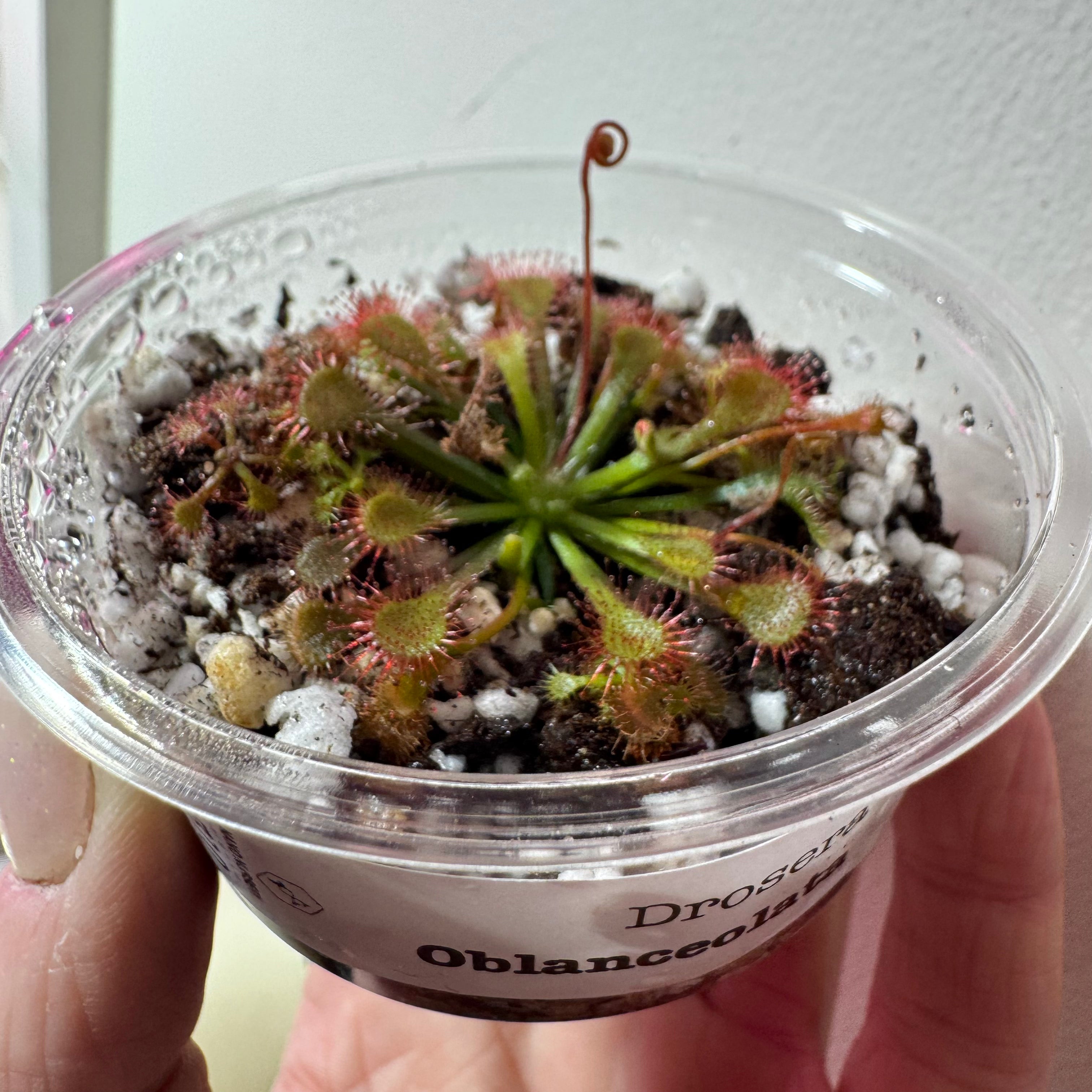 Drosera oblanceolata - Sundew 