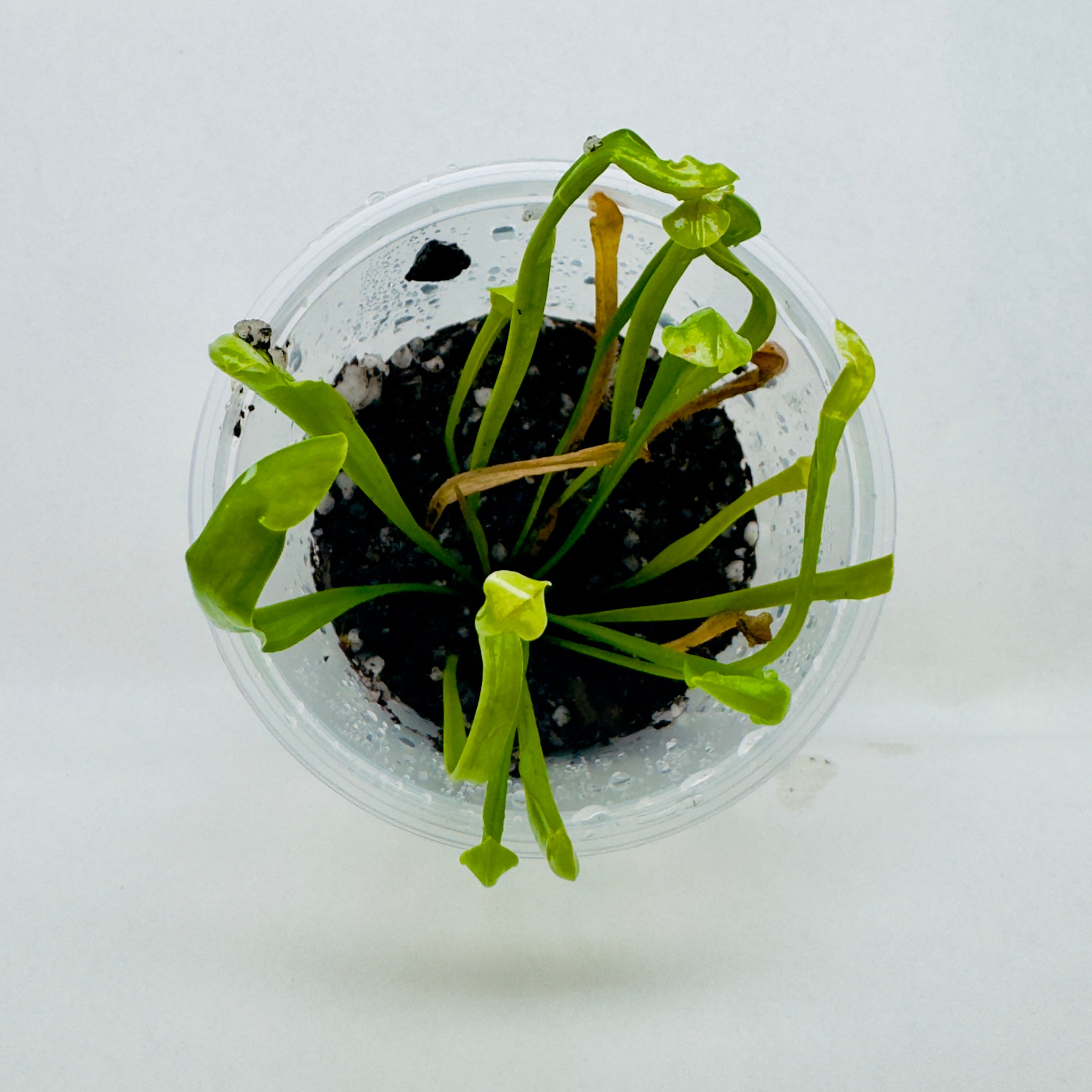 Sarracenia 'Philadelphia' – Pitcher Plant - Small Carnivorous Plant in Cup