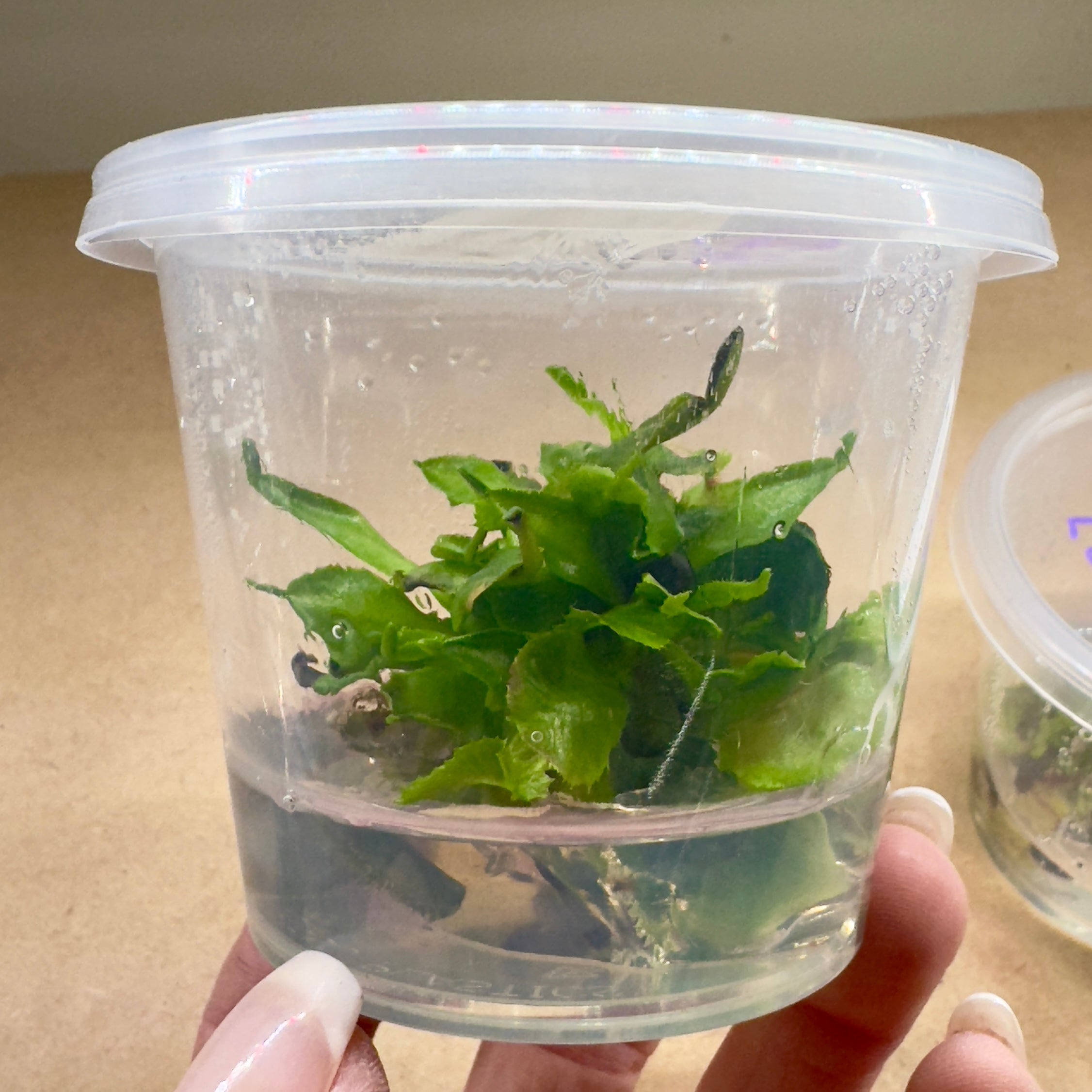 Dionaea muscipula 'Double Trouble' - 1+ Plants in Tissue Culture Cup