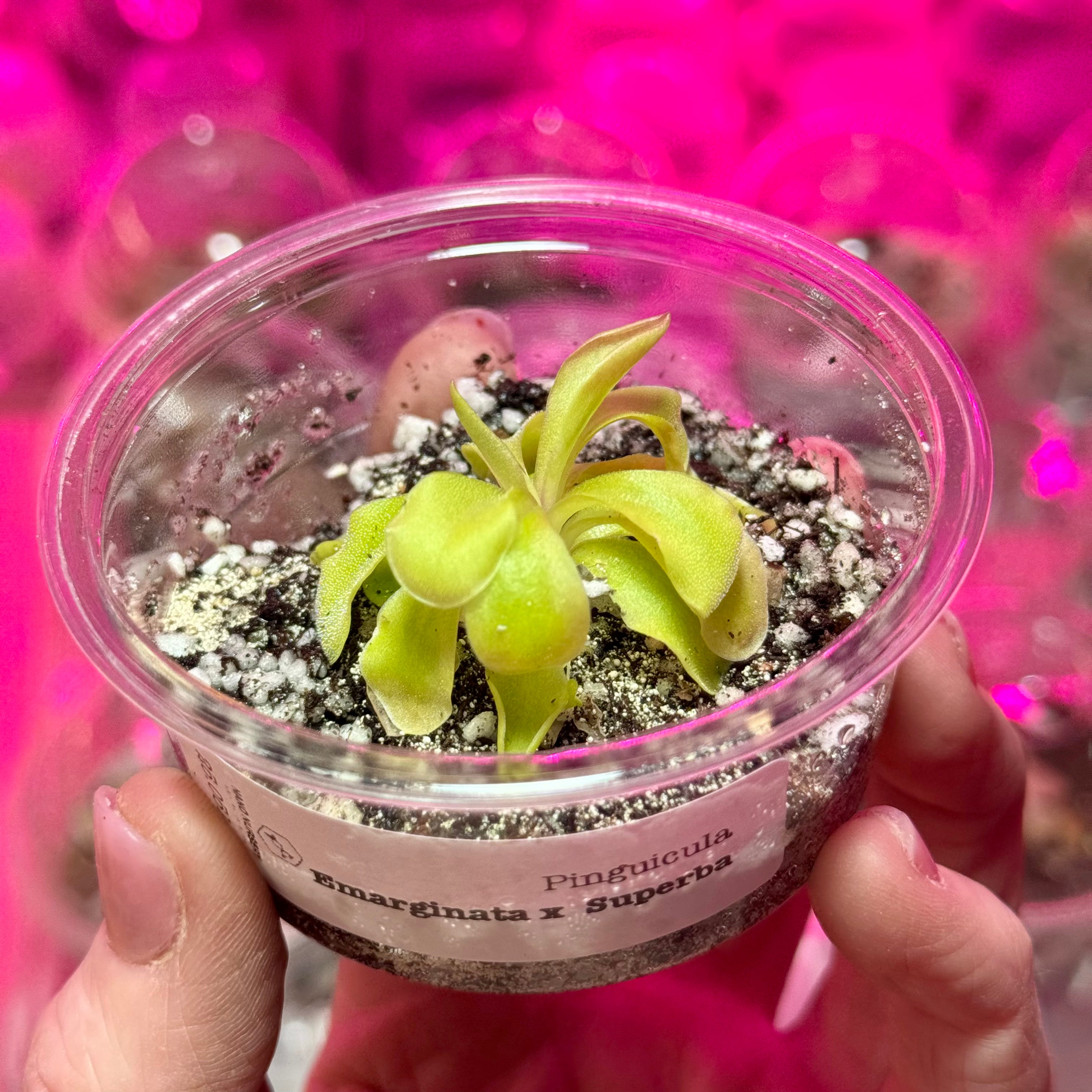 Pinguicula 'Emarginata x Superba' – Mexican Butterwort