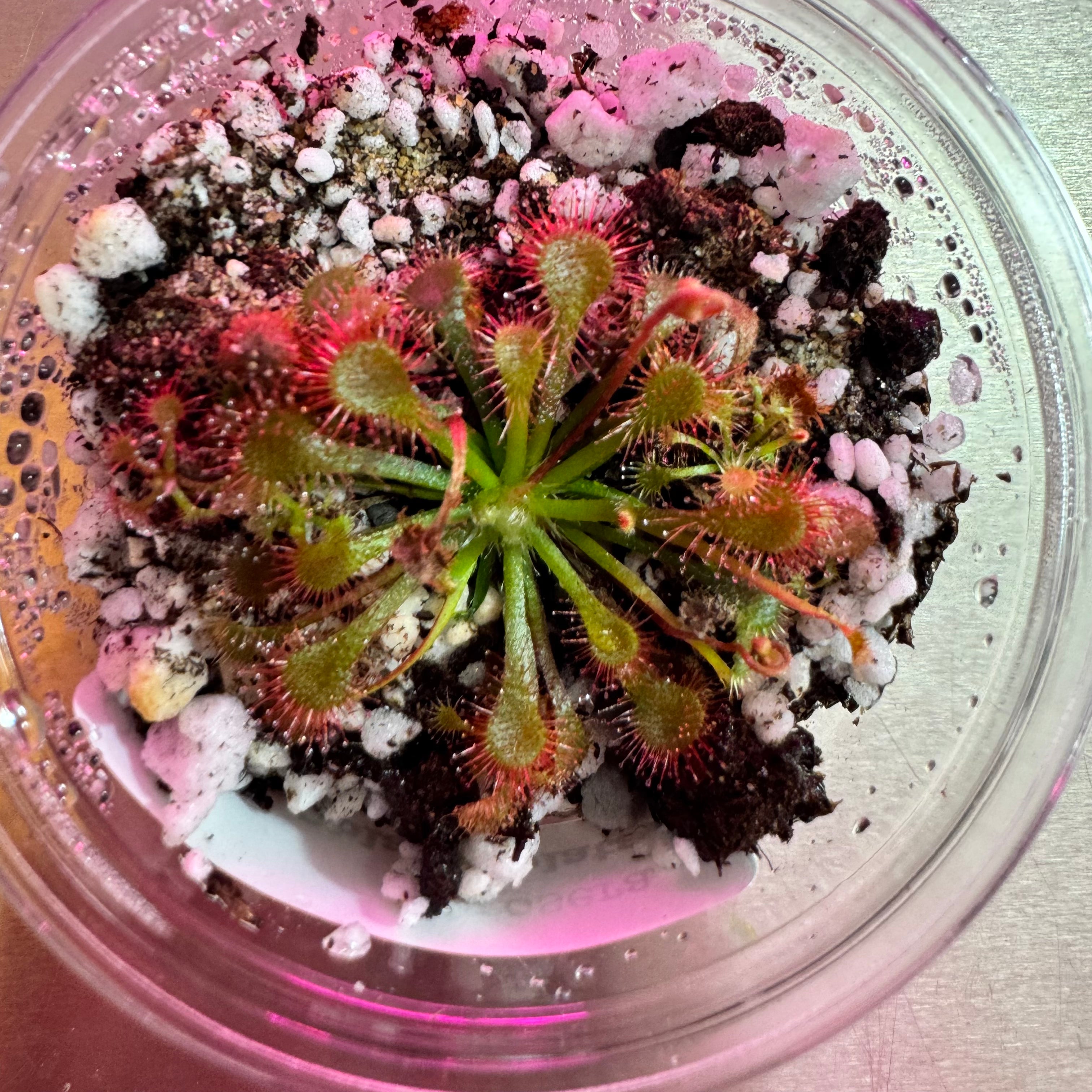 Drosera oblanceolata - Sundew 