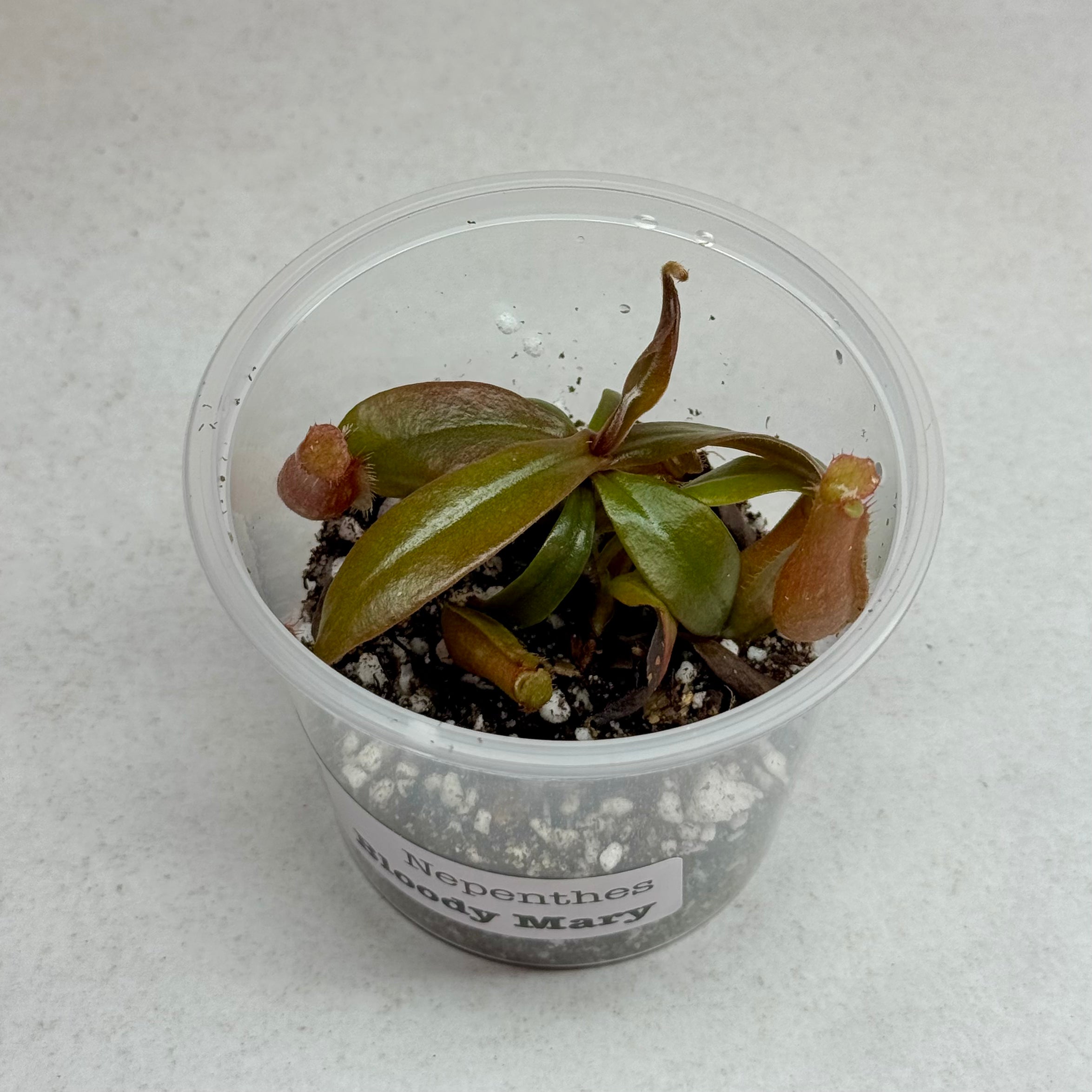 Nepenthes 'Bloody Mary' (N. ventricosa x N. ampullaria) Tropical Pitcher Plant 