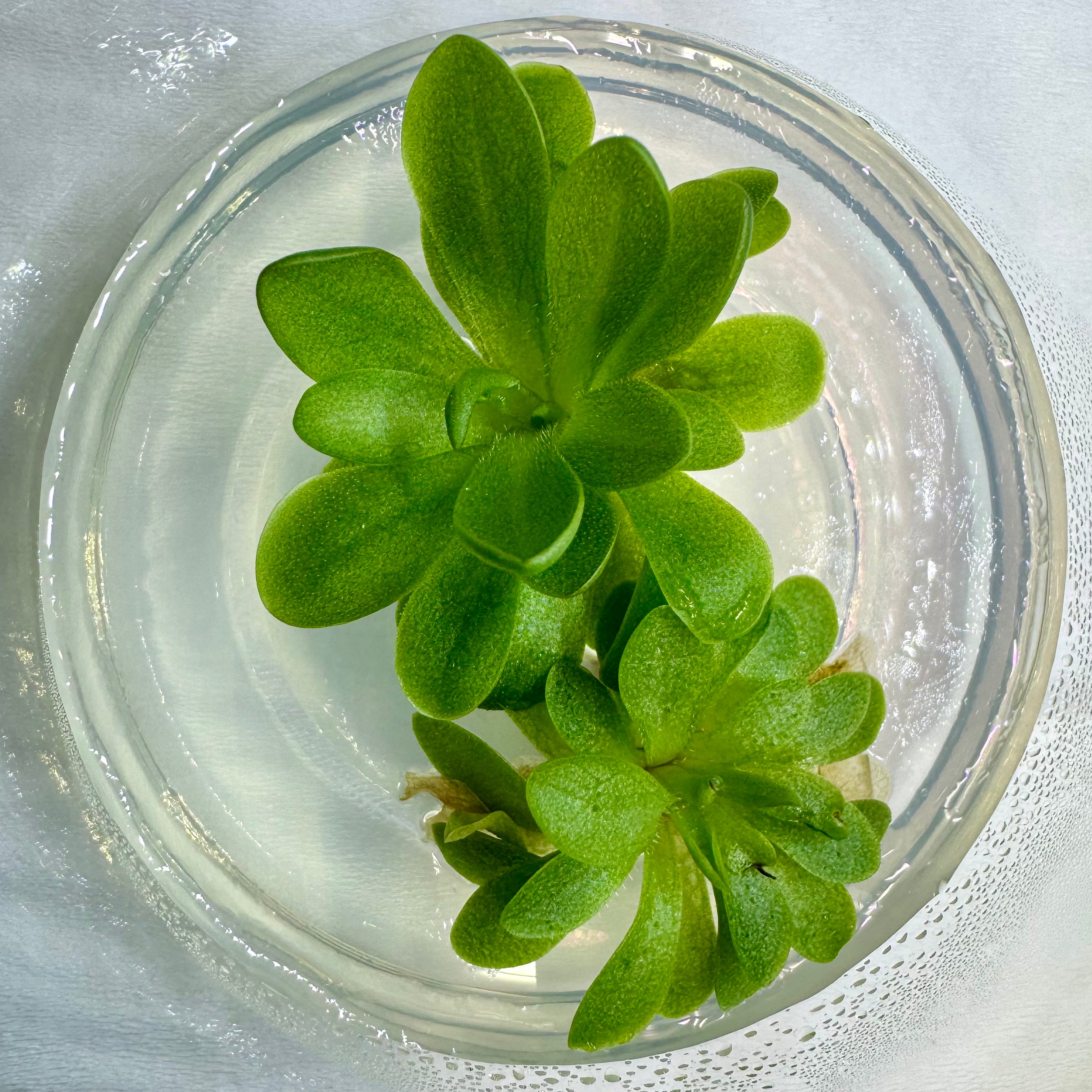 Pinguicula 'Sethos' – Mexican Butterwort – 1 Plant in Grow Cup