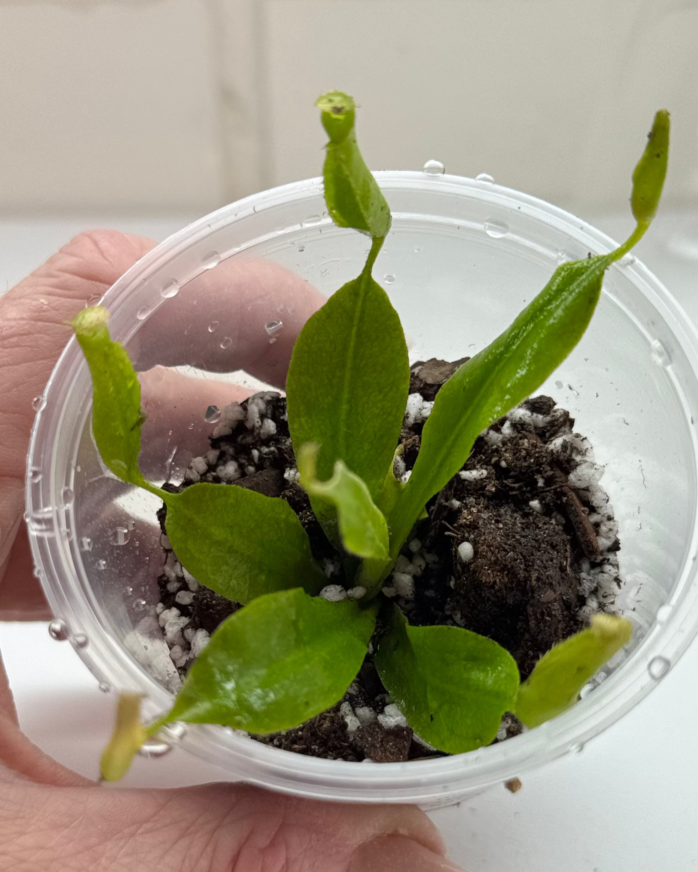 Nepenthes Burbidgeae x Edwardsiana  - Hybrid Pitcher Plant