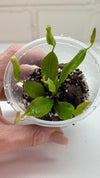 Nepenthes Burbidgeae x Edwardsiana  - Hybrid Tooth Pitcher Plant - 1 Small Plant in Grow Cup