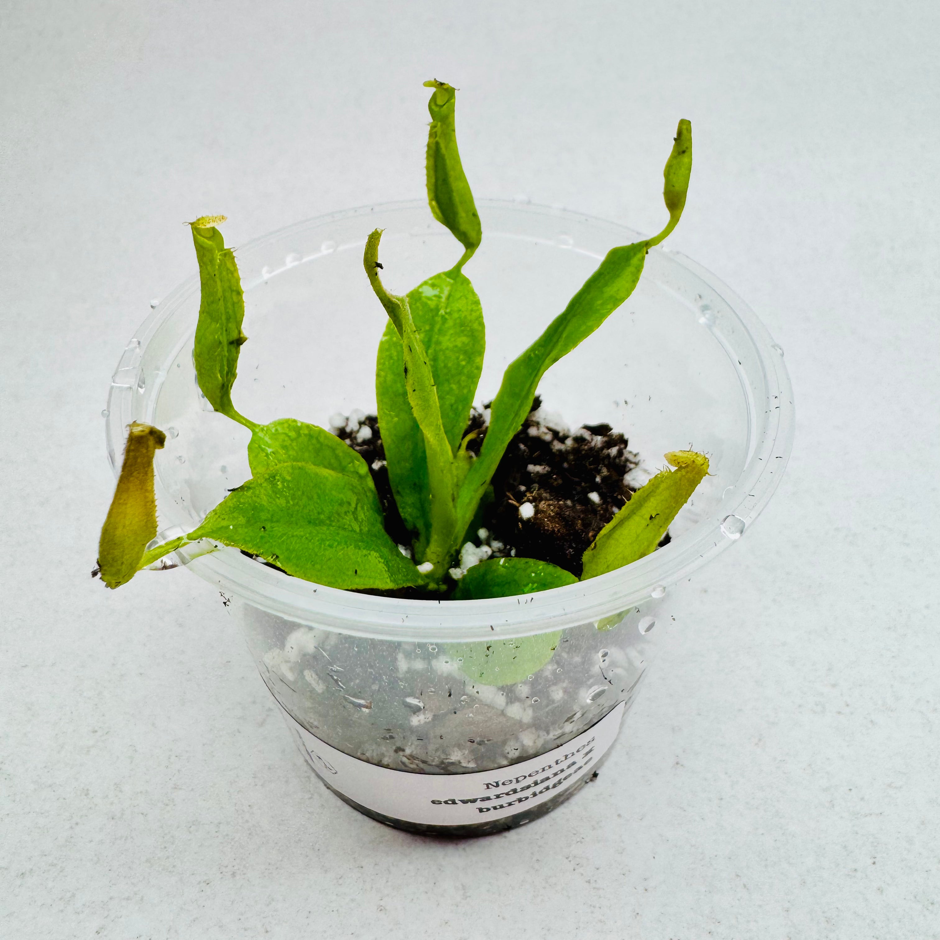 Nepenthes Burbidgeae x Edwardsiana  - Hybrid Pitcher Plant