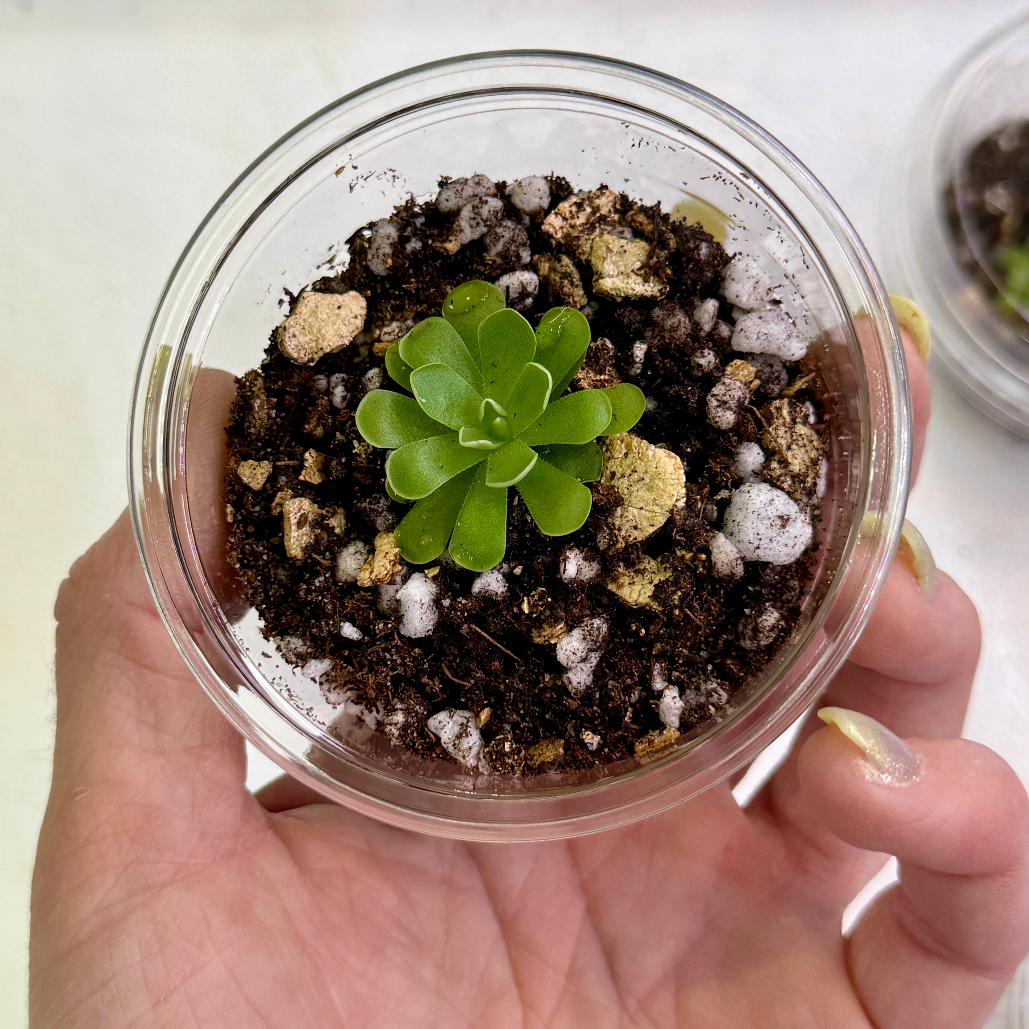 Pinguicula 'Tina' – Mexican Butterwort – 1 Plant in Grow Cup