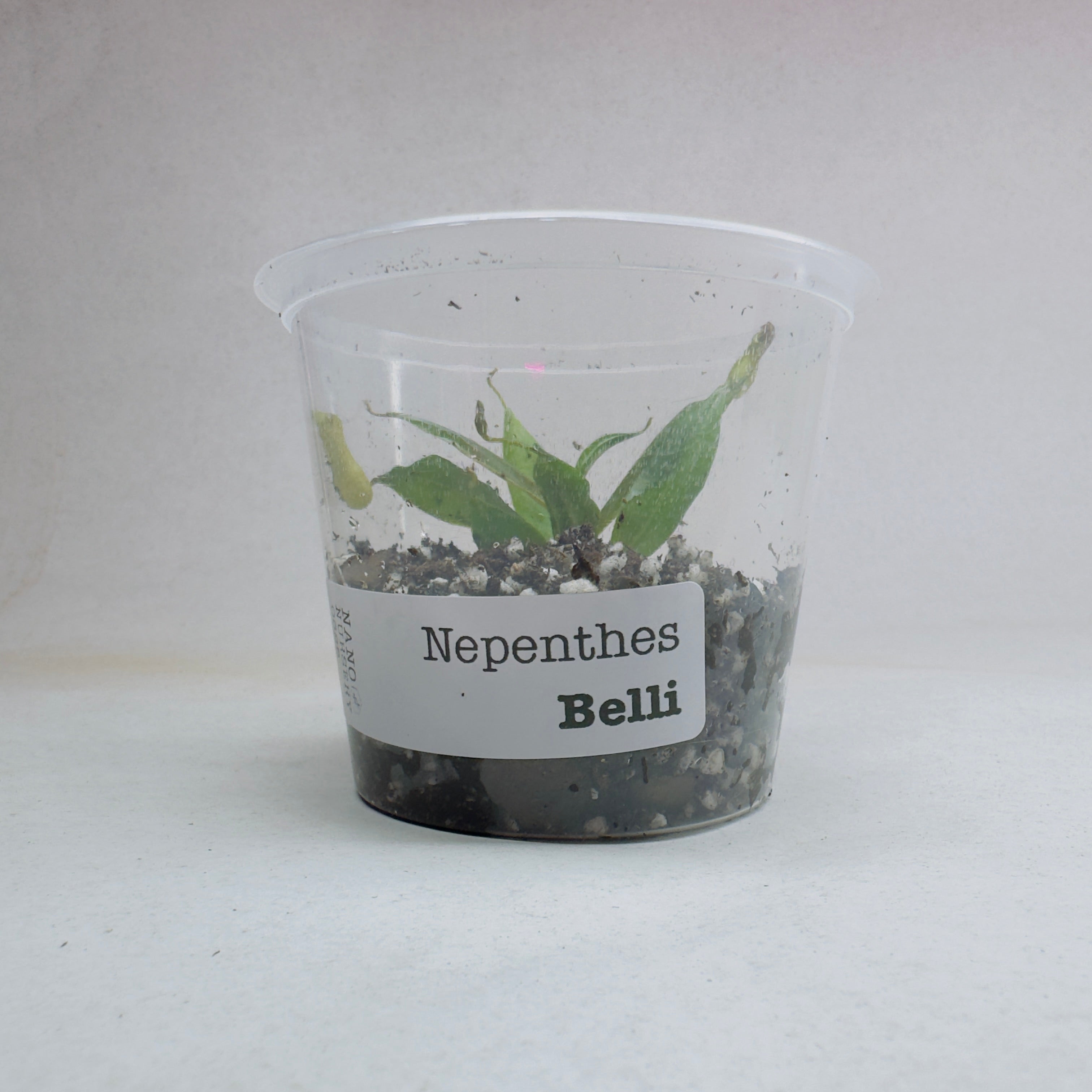 Nepenthes Bellii  - Miniature Pitcher Plant 