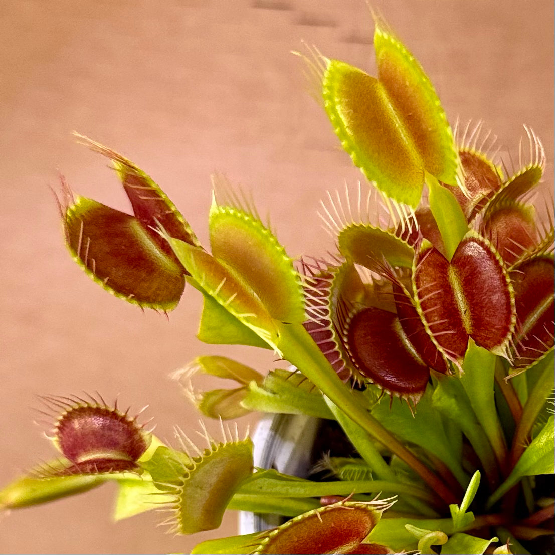 Dionaea muscipula 'Typical' (Venus Flytrap) – 7cm Pot