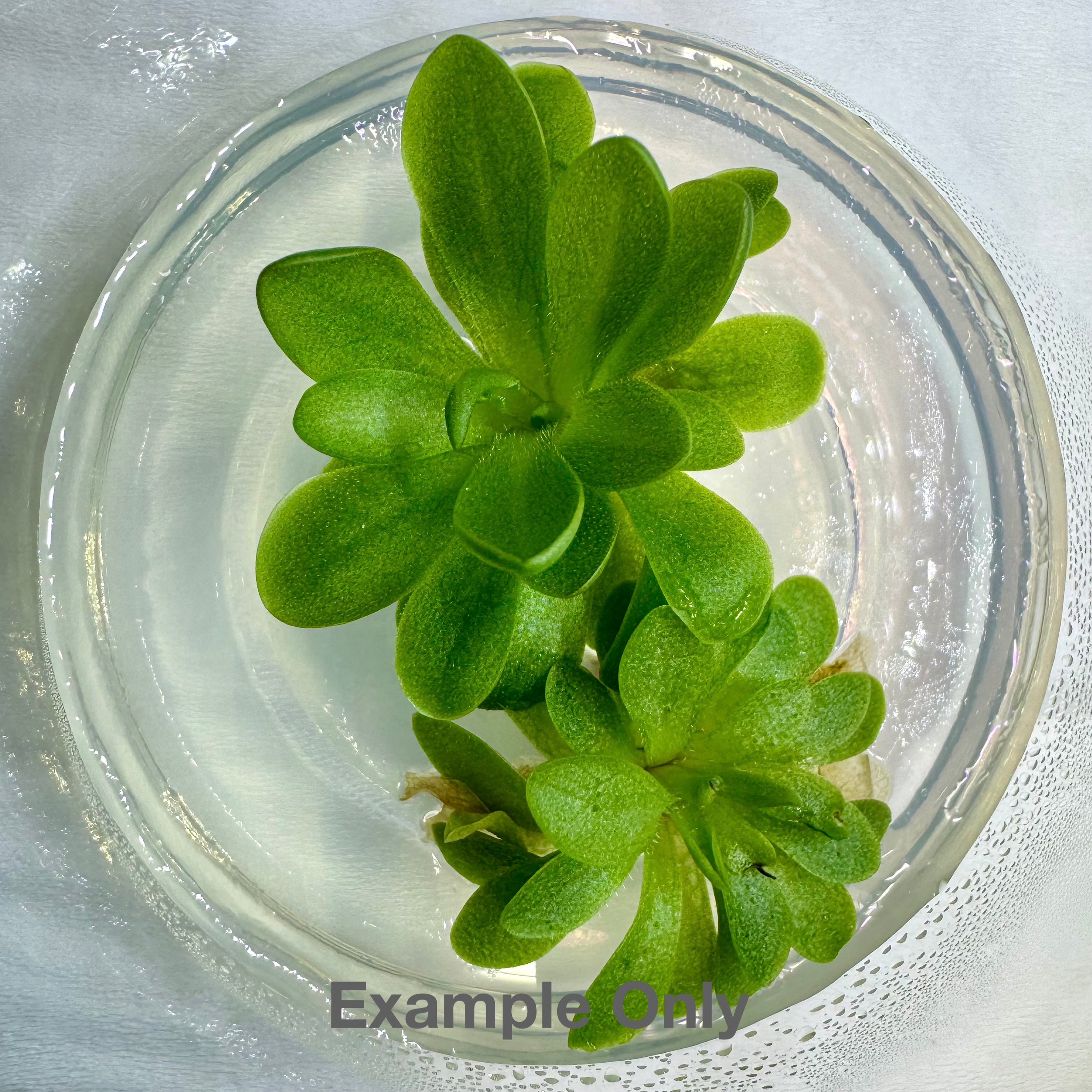 Pinguicula 'Guatemala' – Central American Butterwort – 1 Plant in Grow Cup