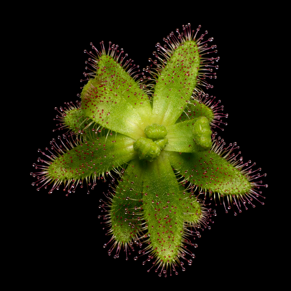 Drosera zeyheri