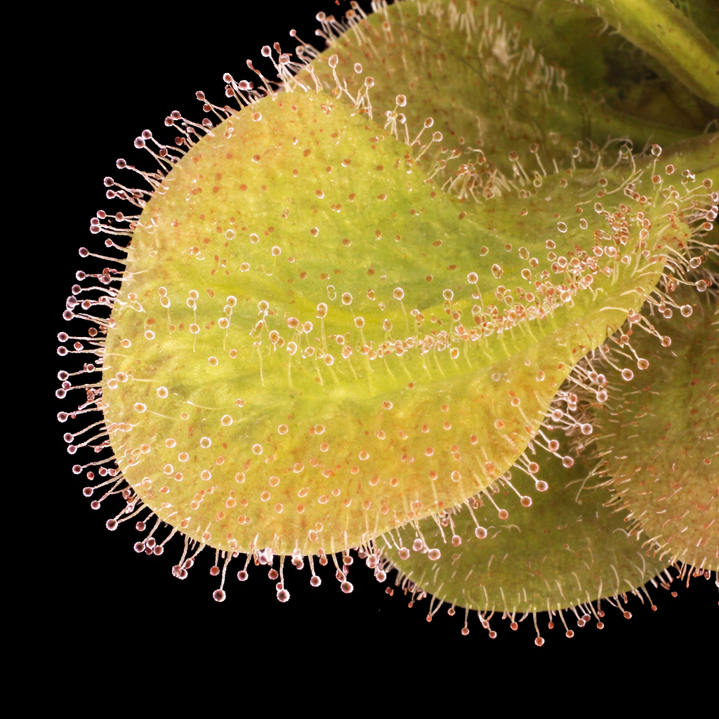 Close-up of a green leaf with pink stinging hairs on a black background andromeda sundew