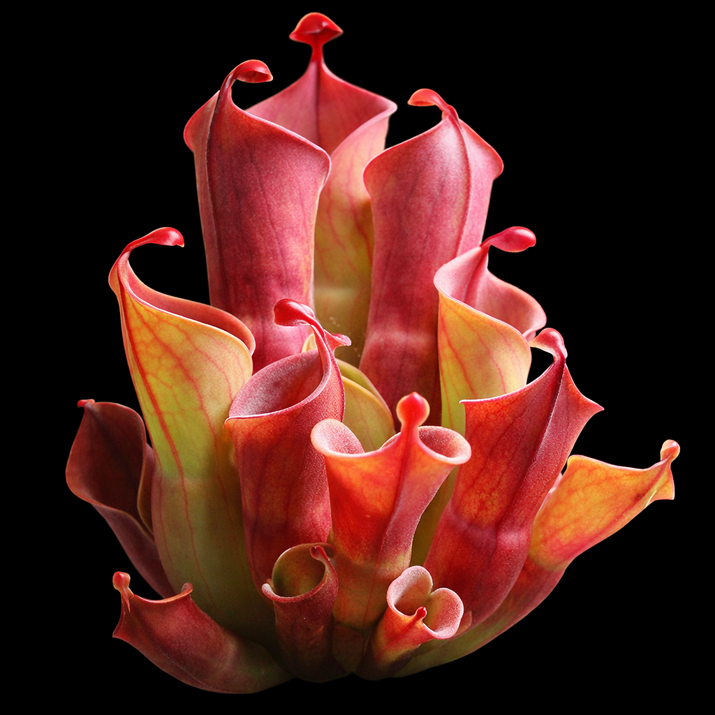 Close-up of a vibrant red and green pitcher plant against a black background