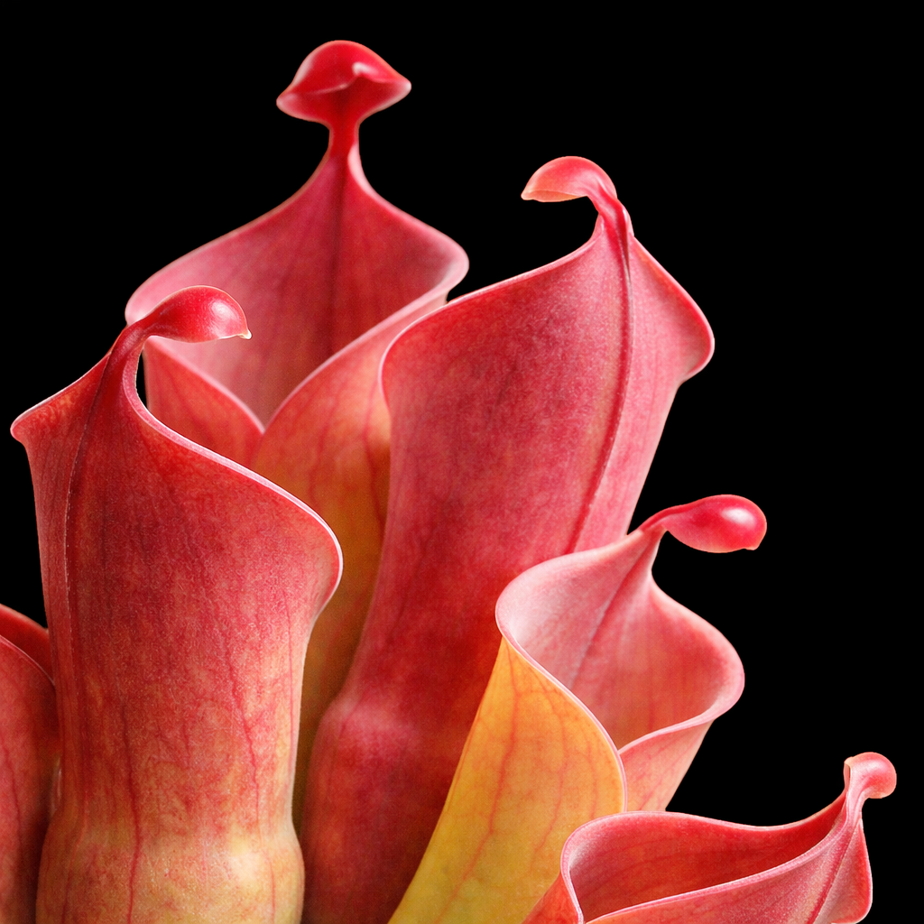 Close-up of a red pitcher plant with a black background