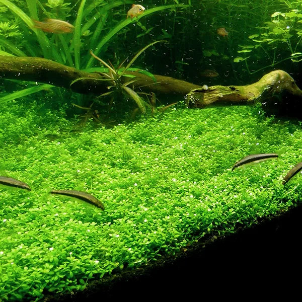 The Guppy Garden