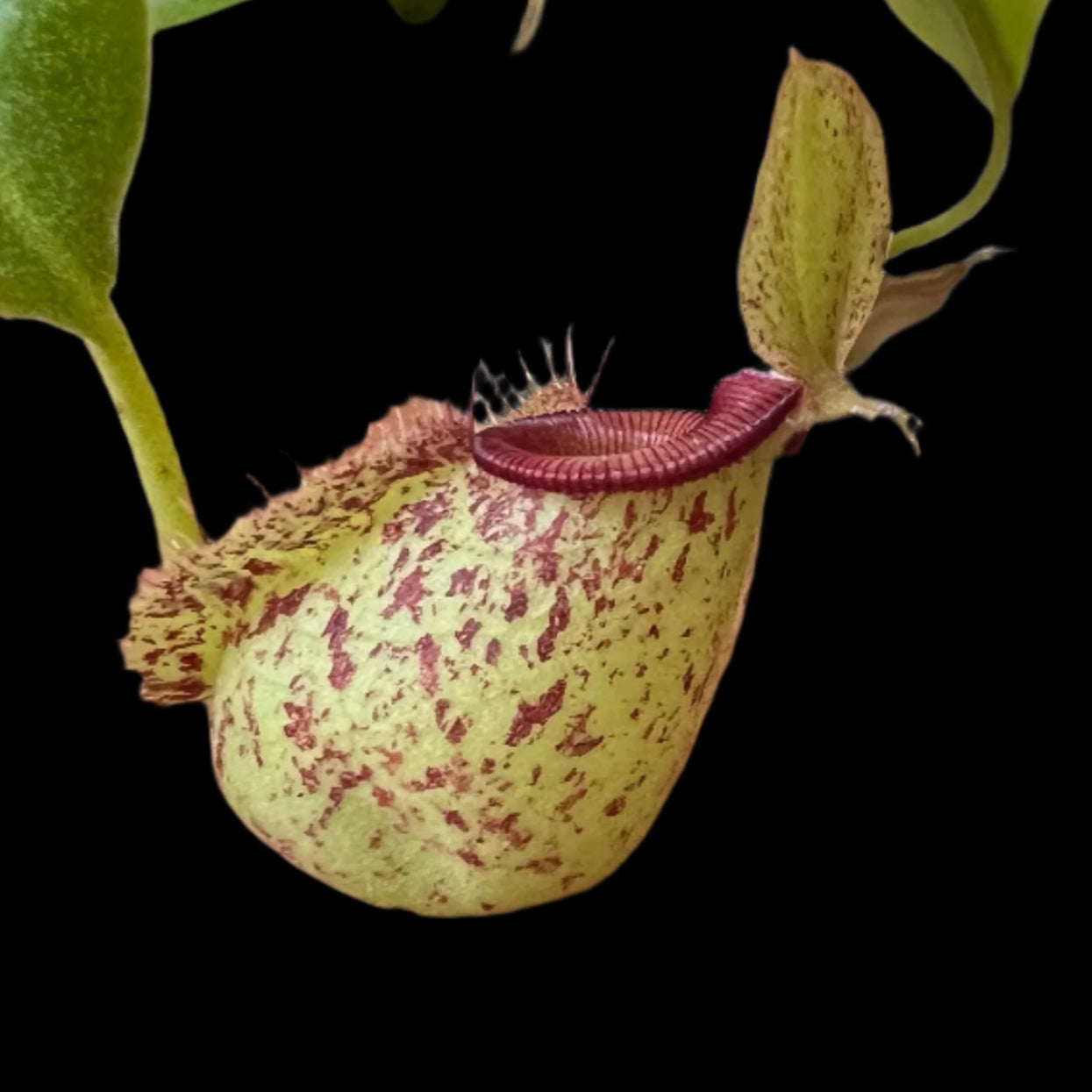 Close-up of a pitcher plant with a dark background