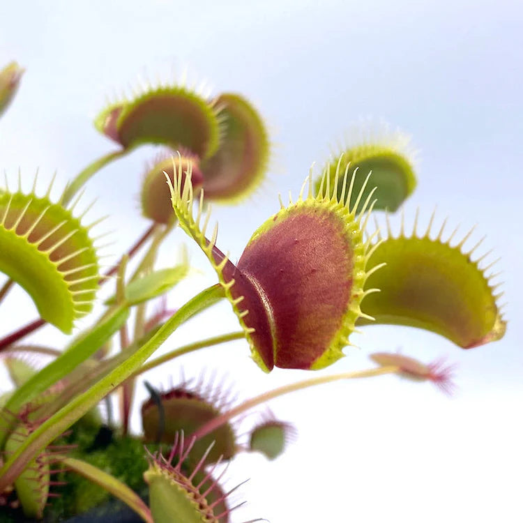 Dionaea muscipula 'FTS Towering Giant' Venus Flytrap