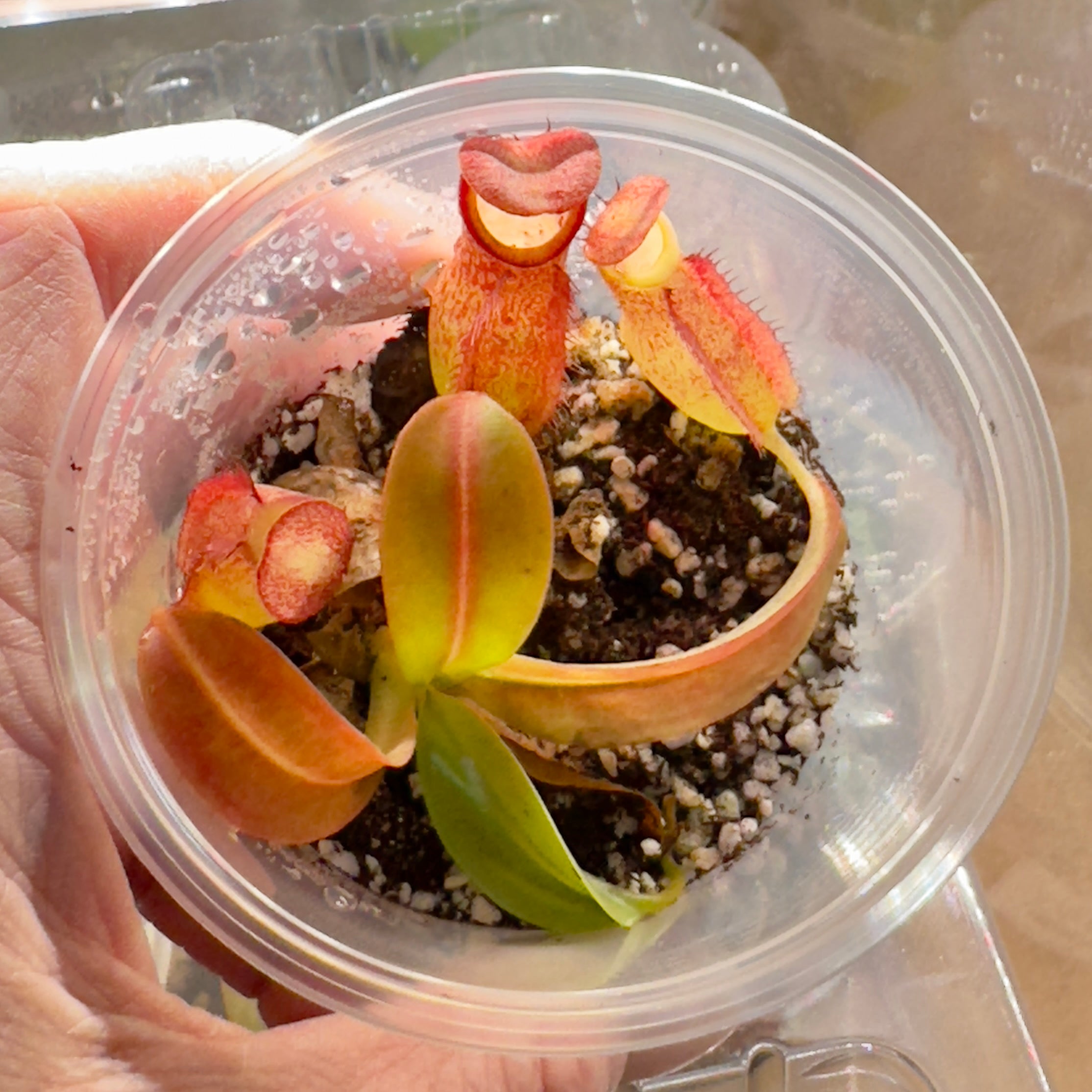 The Guppy Garden
