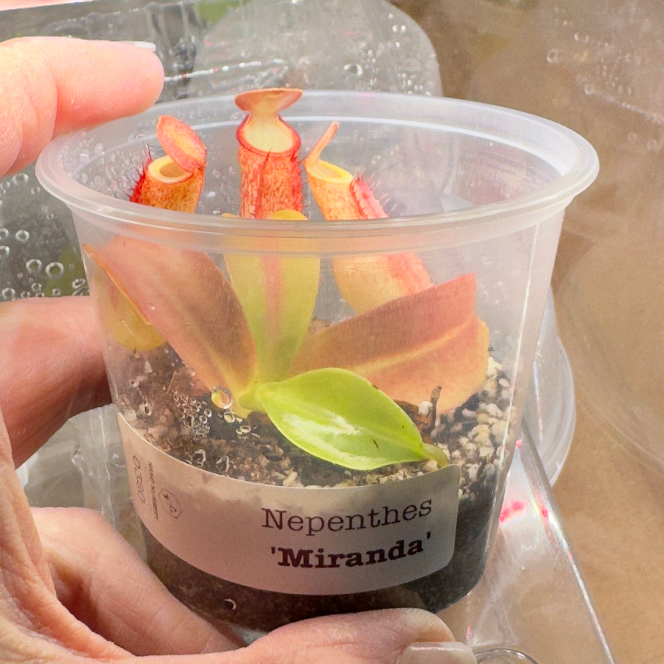 The Guppy Garden