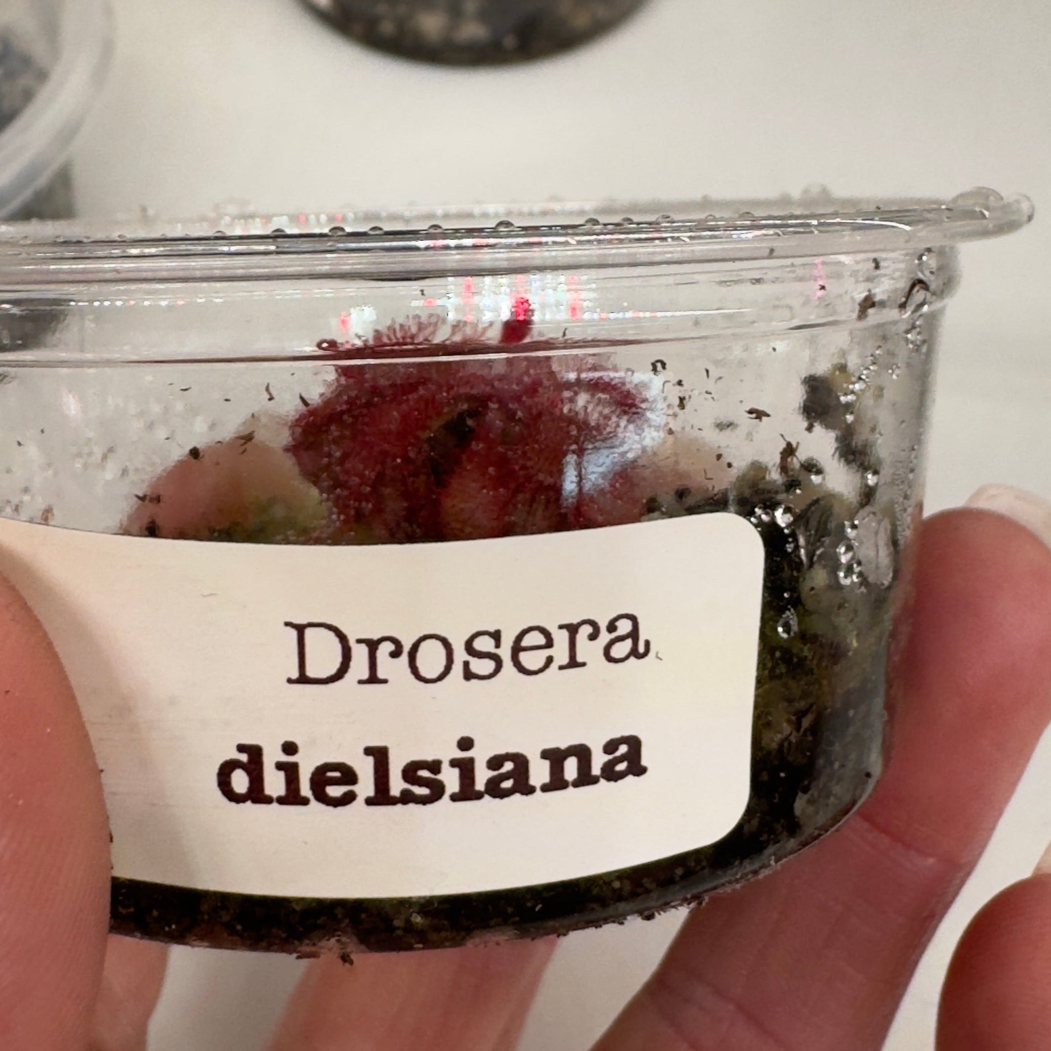 Container of Drosera dielsiana with a hand holding it
