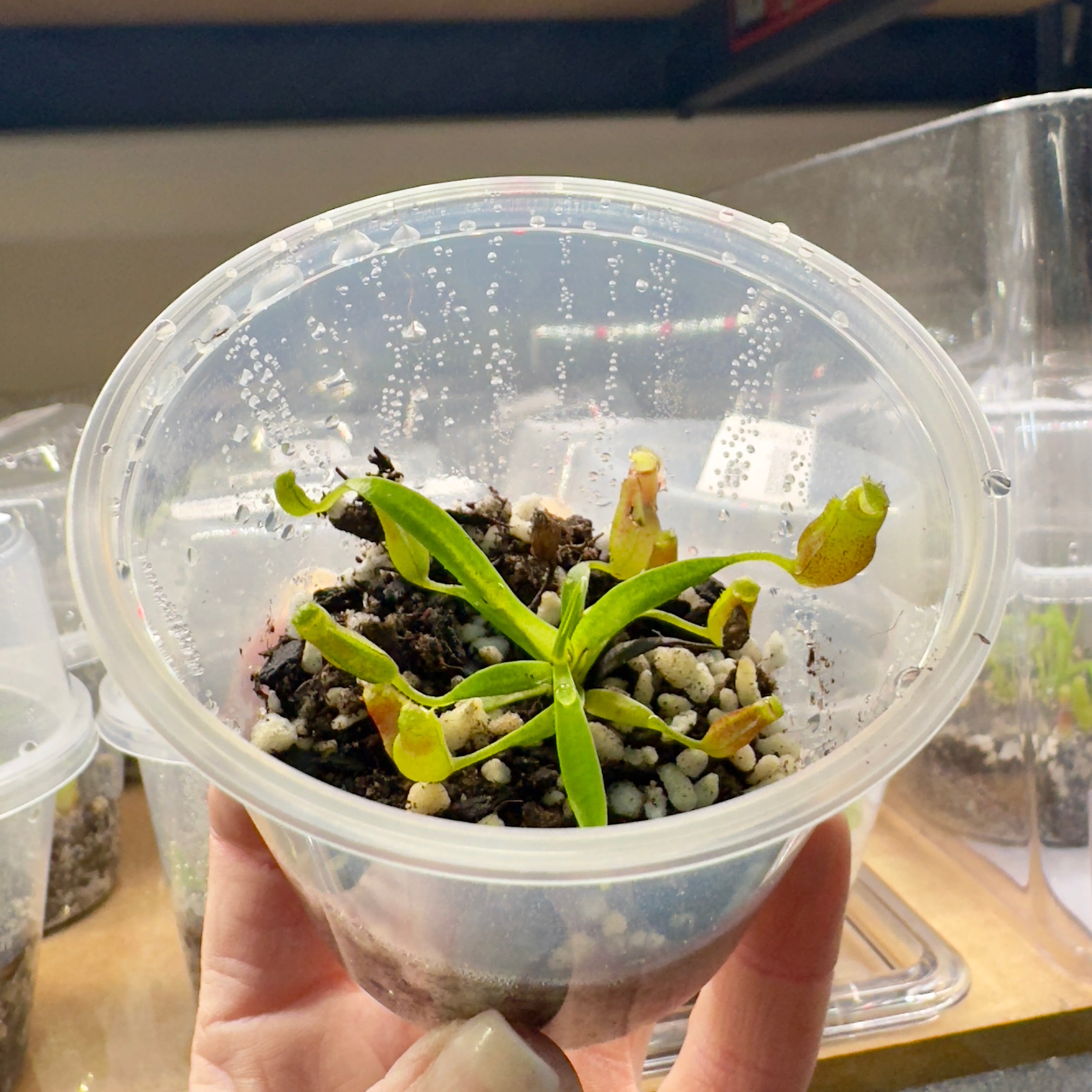  Nepenthes FLAVA Small potted plant held in a hand with a blurred background
