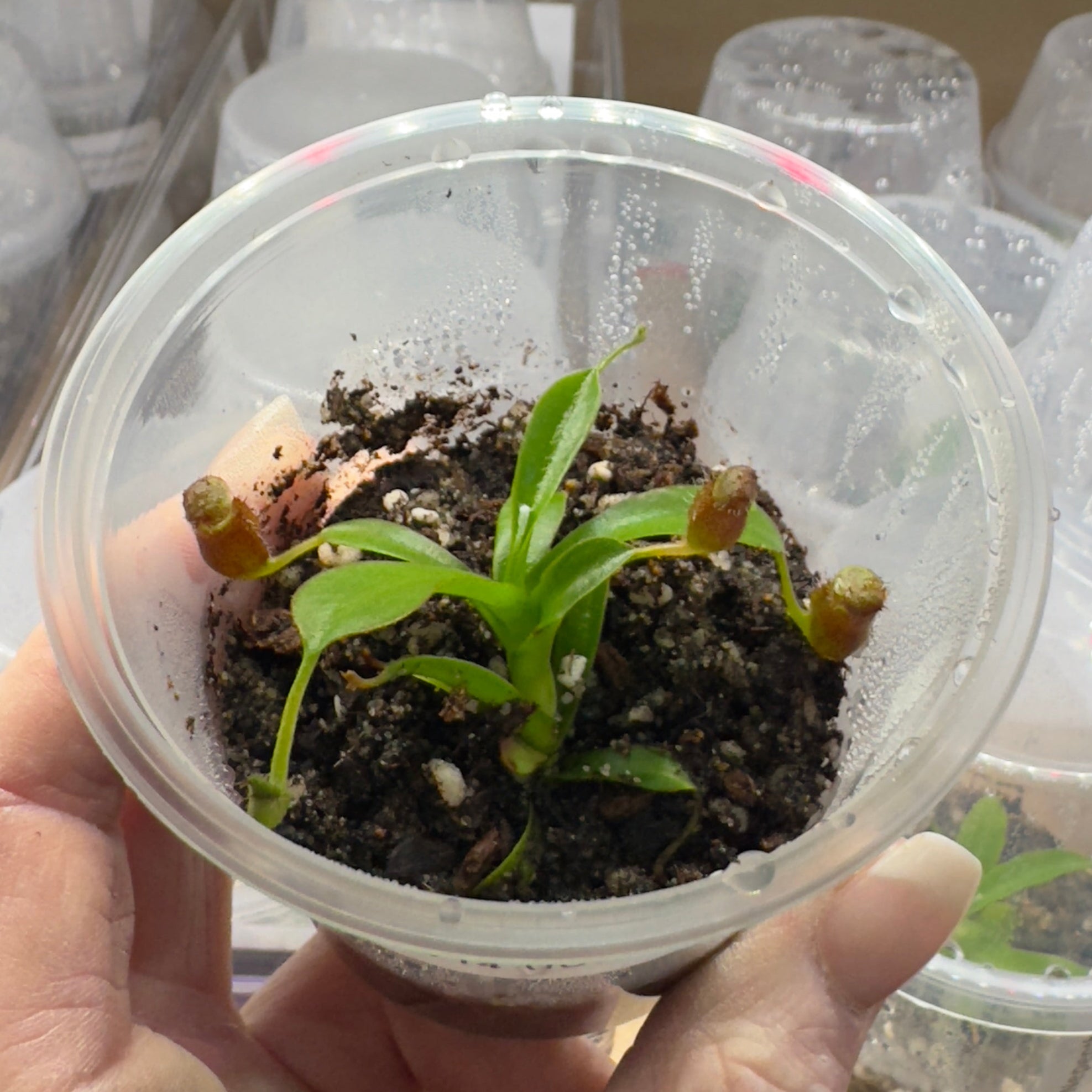 The Guppy Garden
