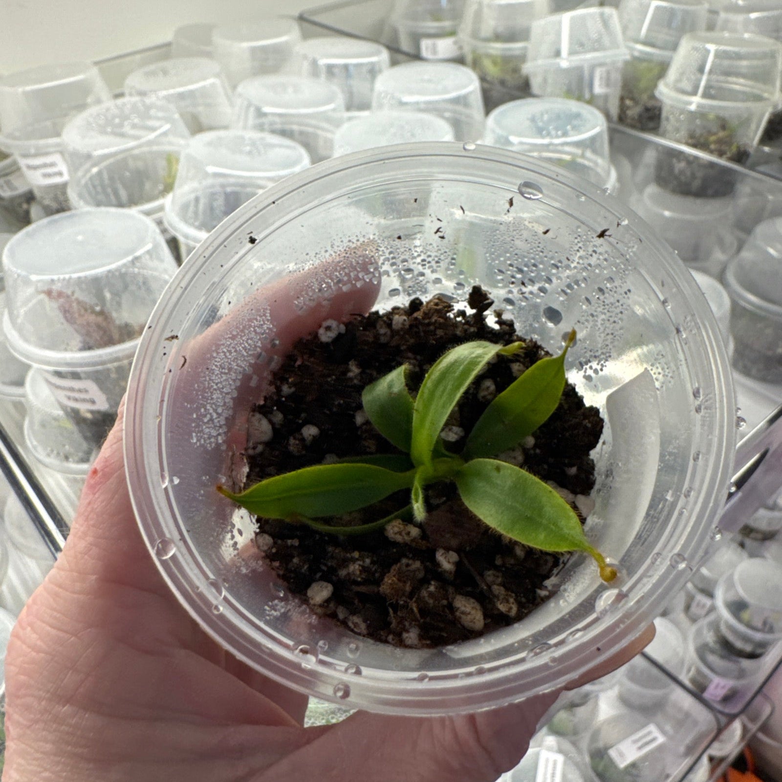 Nepenthes Veitchii - Striped Tooth Pitcher Plant - 1 Small Plant in Grow Cup