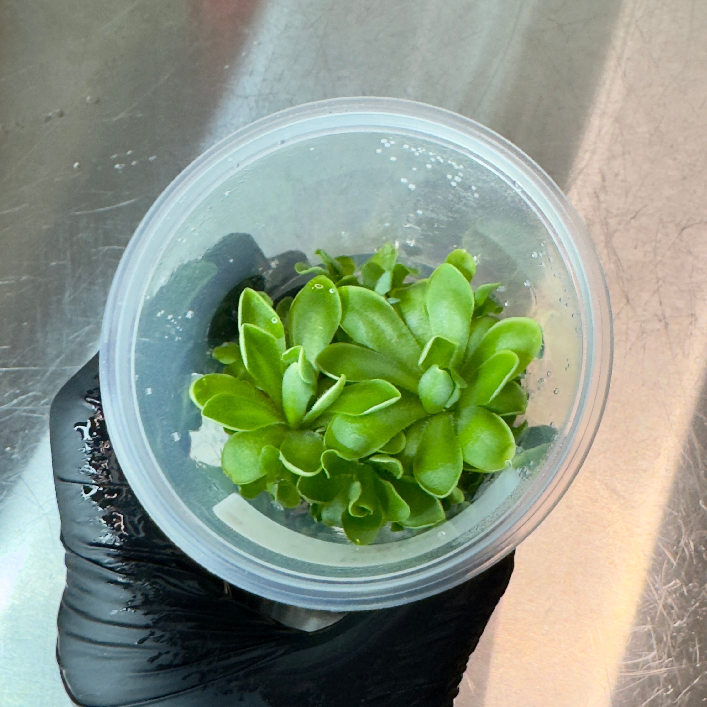 Pinguicula ehlersiae