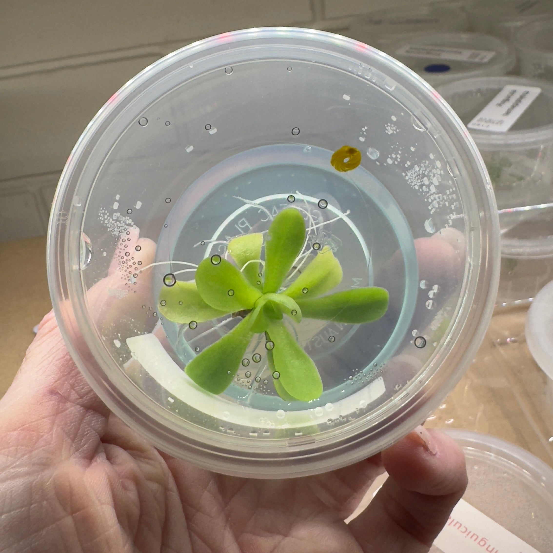 Agnata Pinguicula Small green plant in a clear plastic container held by a hand.