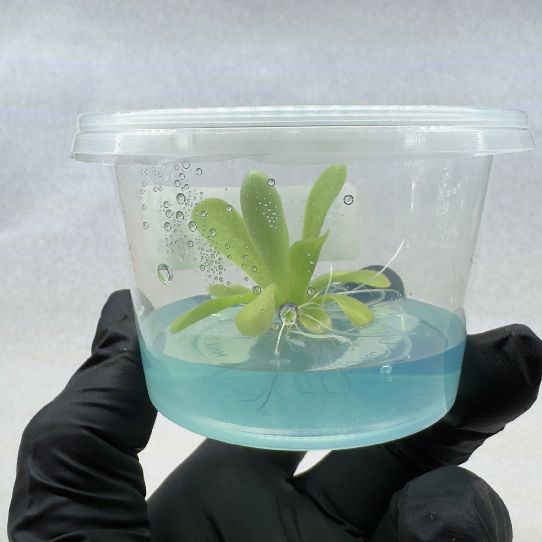 Pinguicula agnata Clear container with a green plant submerged in blue liquid held by a person wearing black gloves.