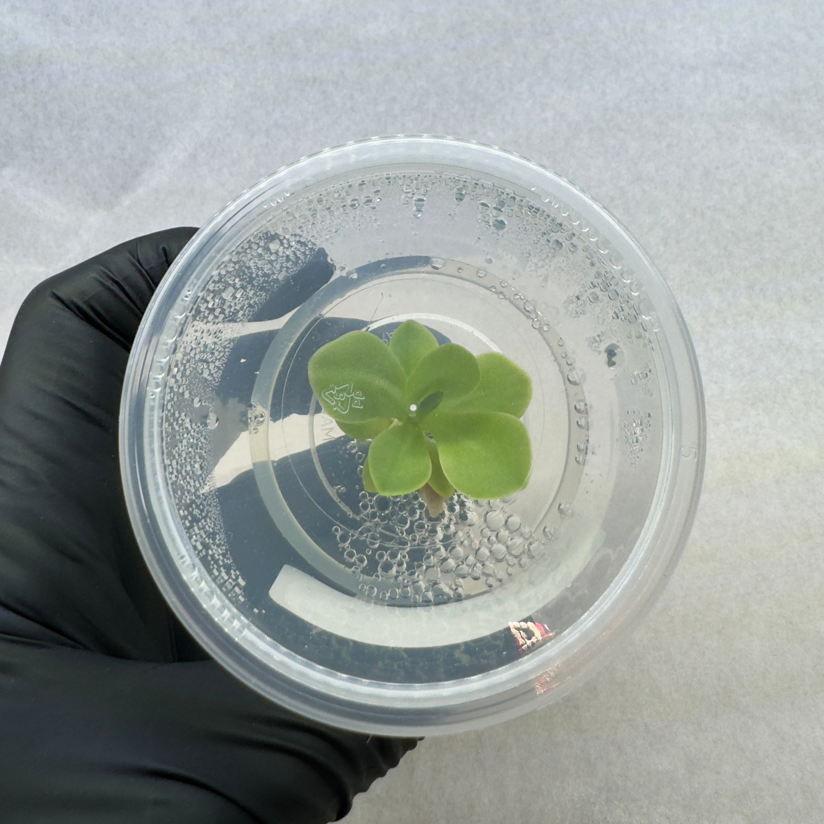 Pinguicula moranensis