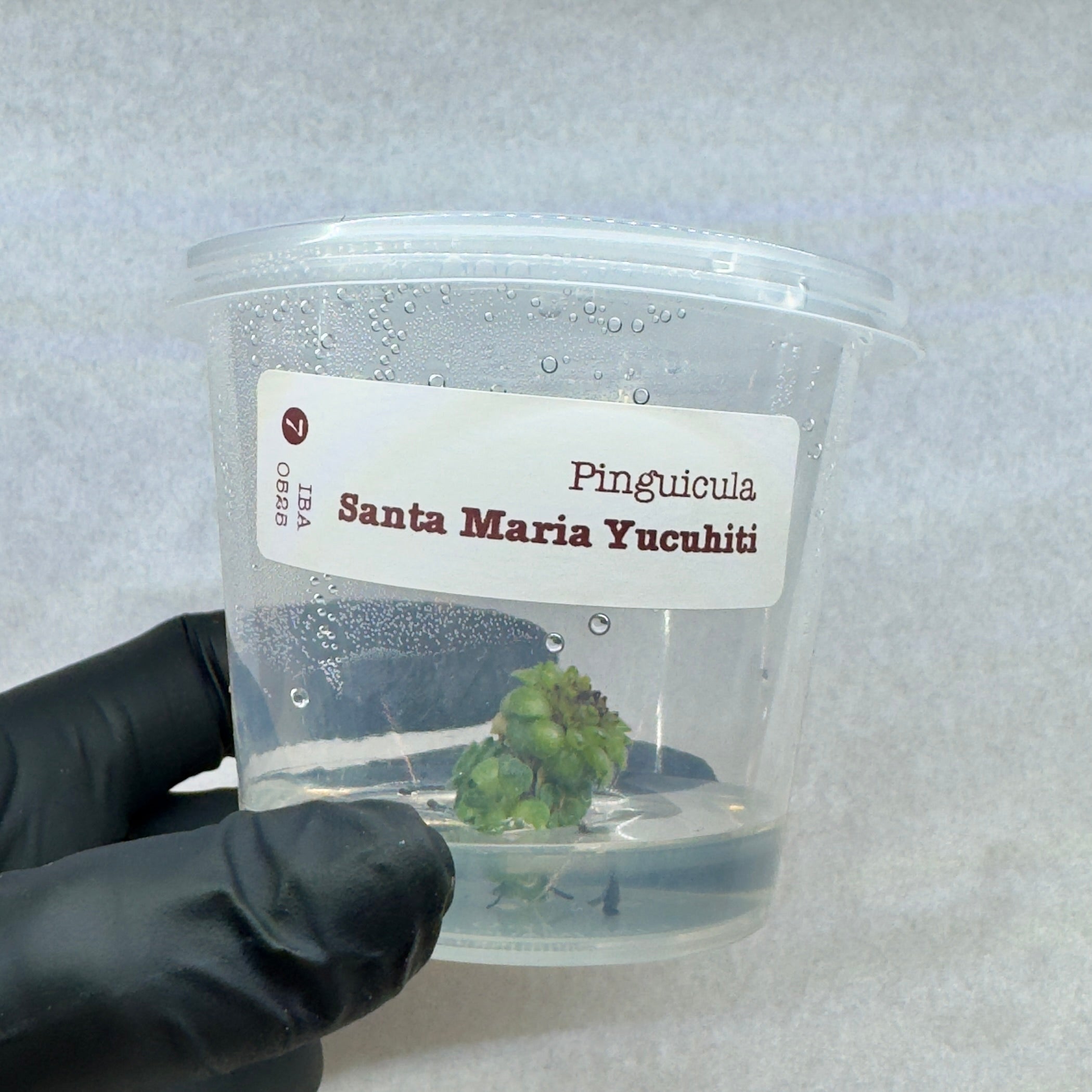 Pinguicula Santa Maria Yucuhiti