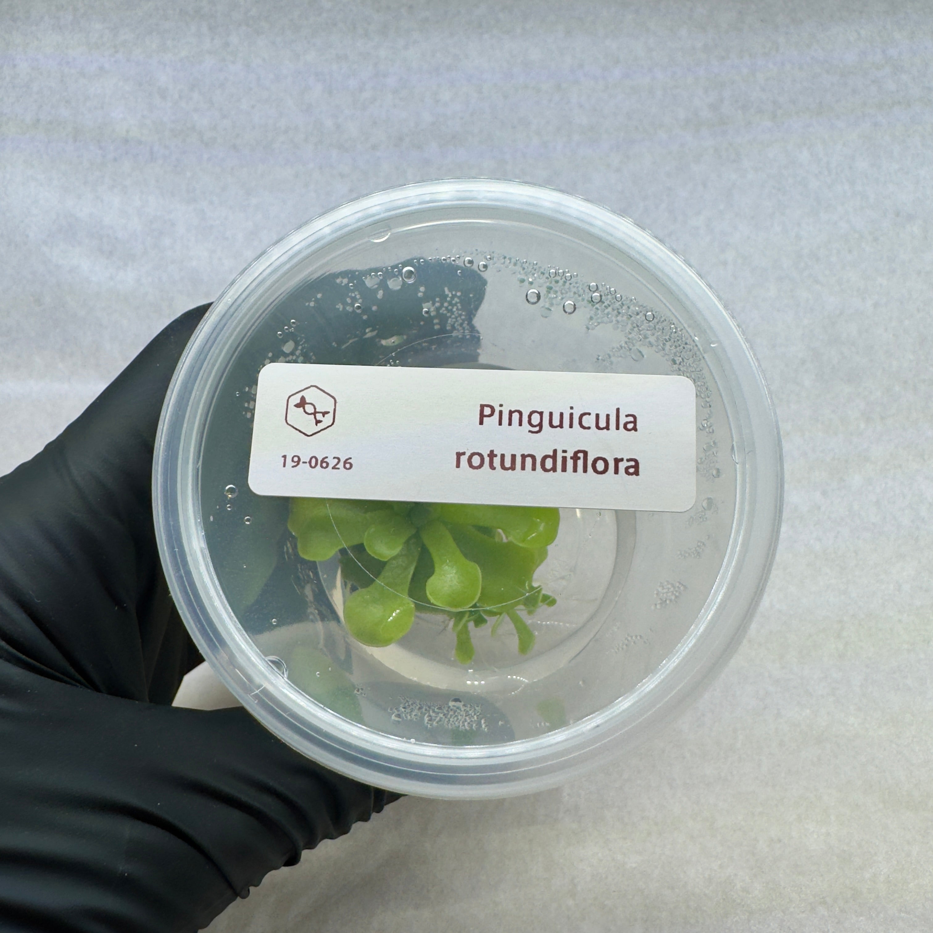 Pinguicula rotundiflora