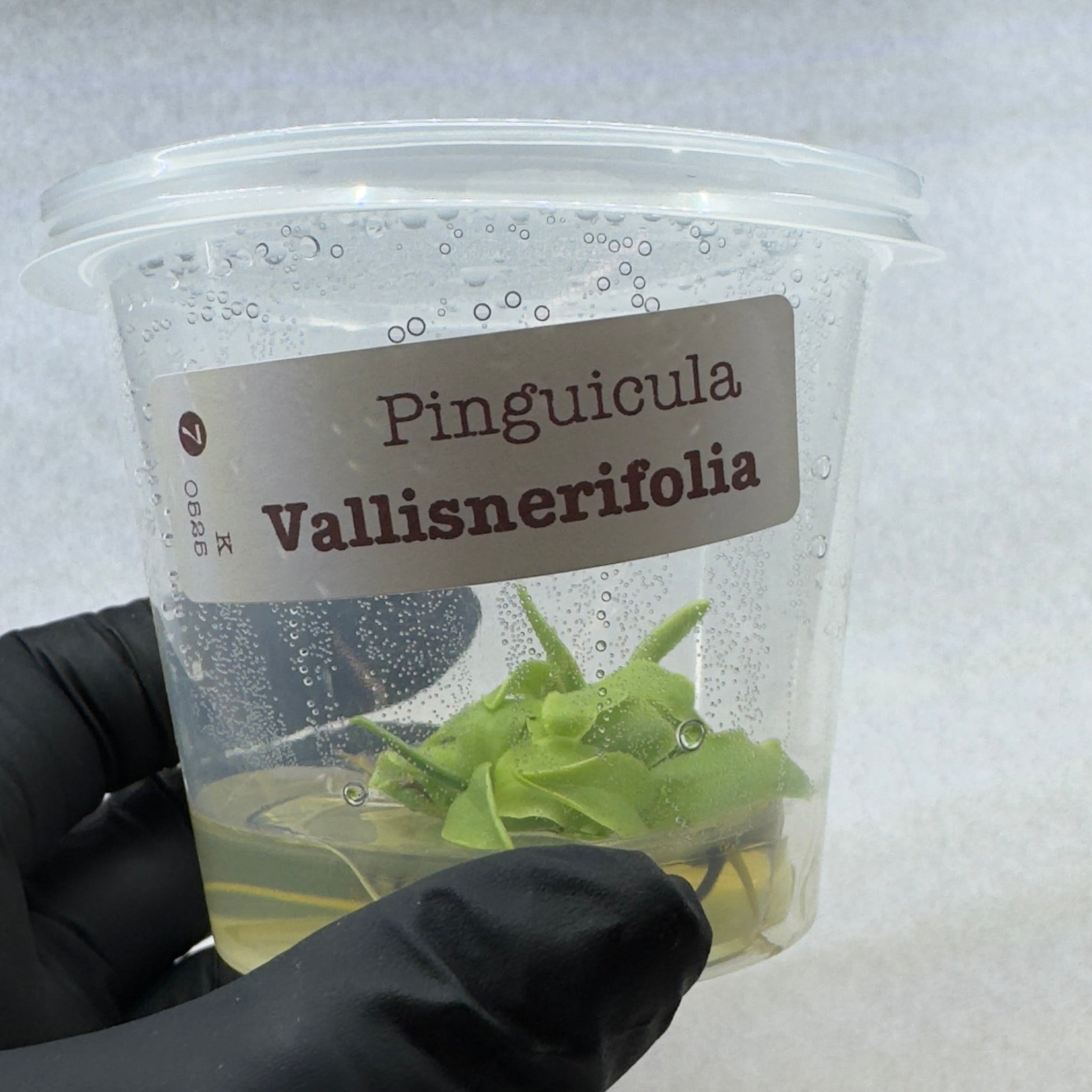 Small container with a plant labeled 'Pinguicula Vallisnerifolia' held by a gloved hand on a light background.