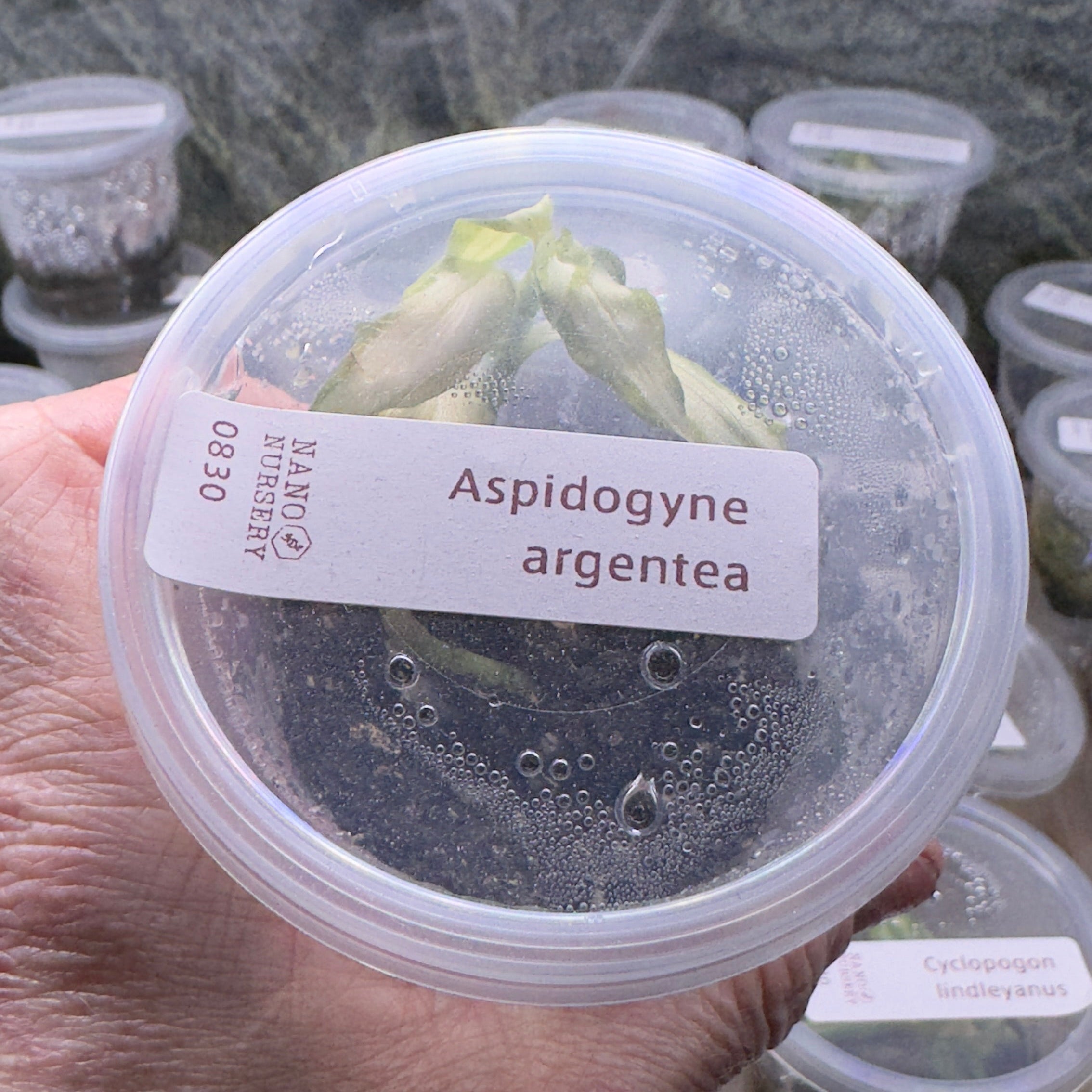 Hand holding a container labeled 'Aspidogyne argentea' with more containers in the background.