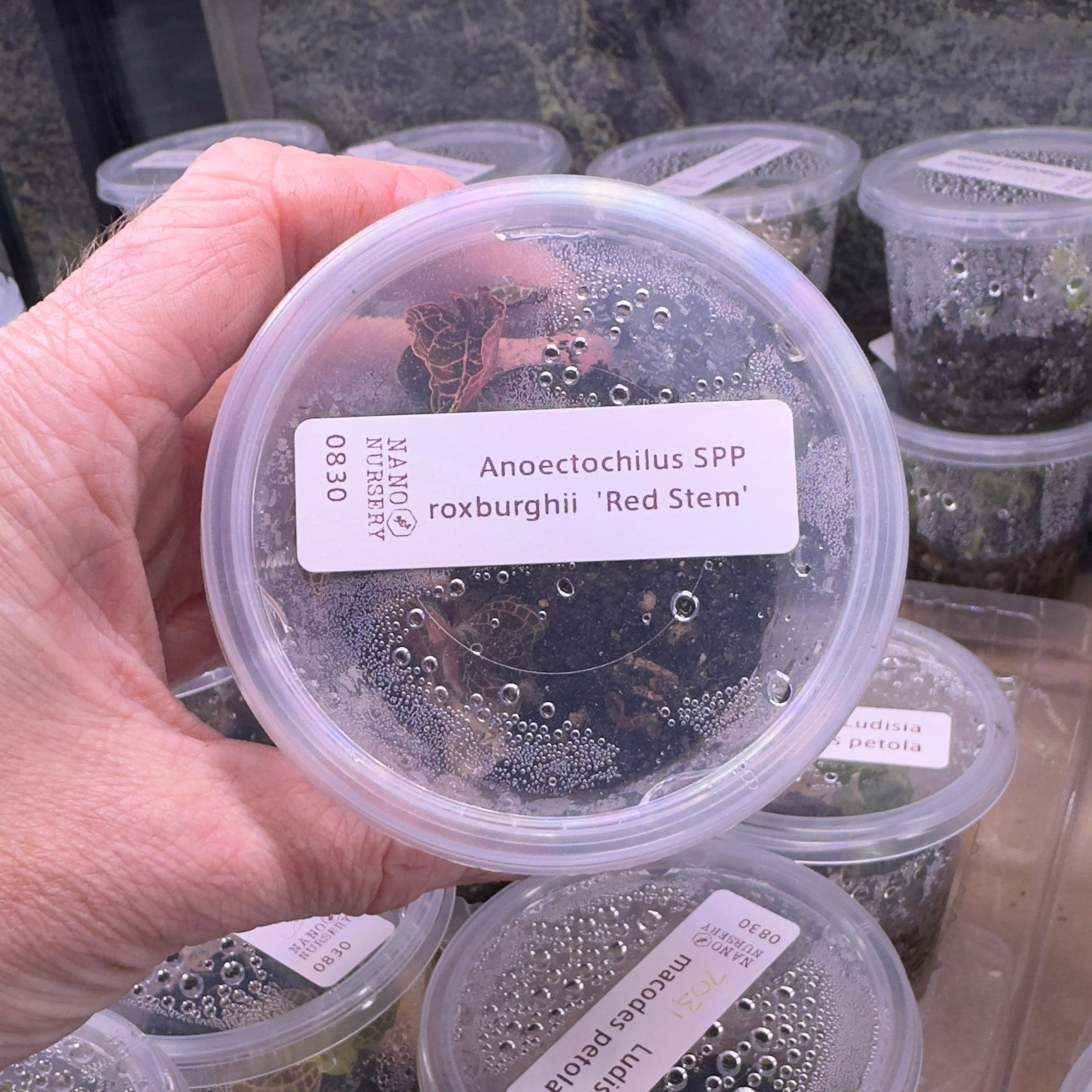 Red Stem roxburghii Jewel Orchid