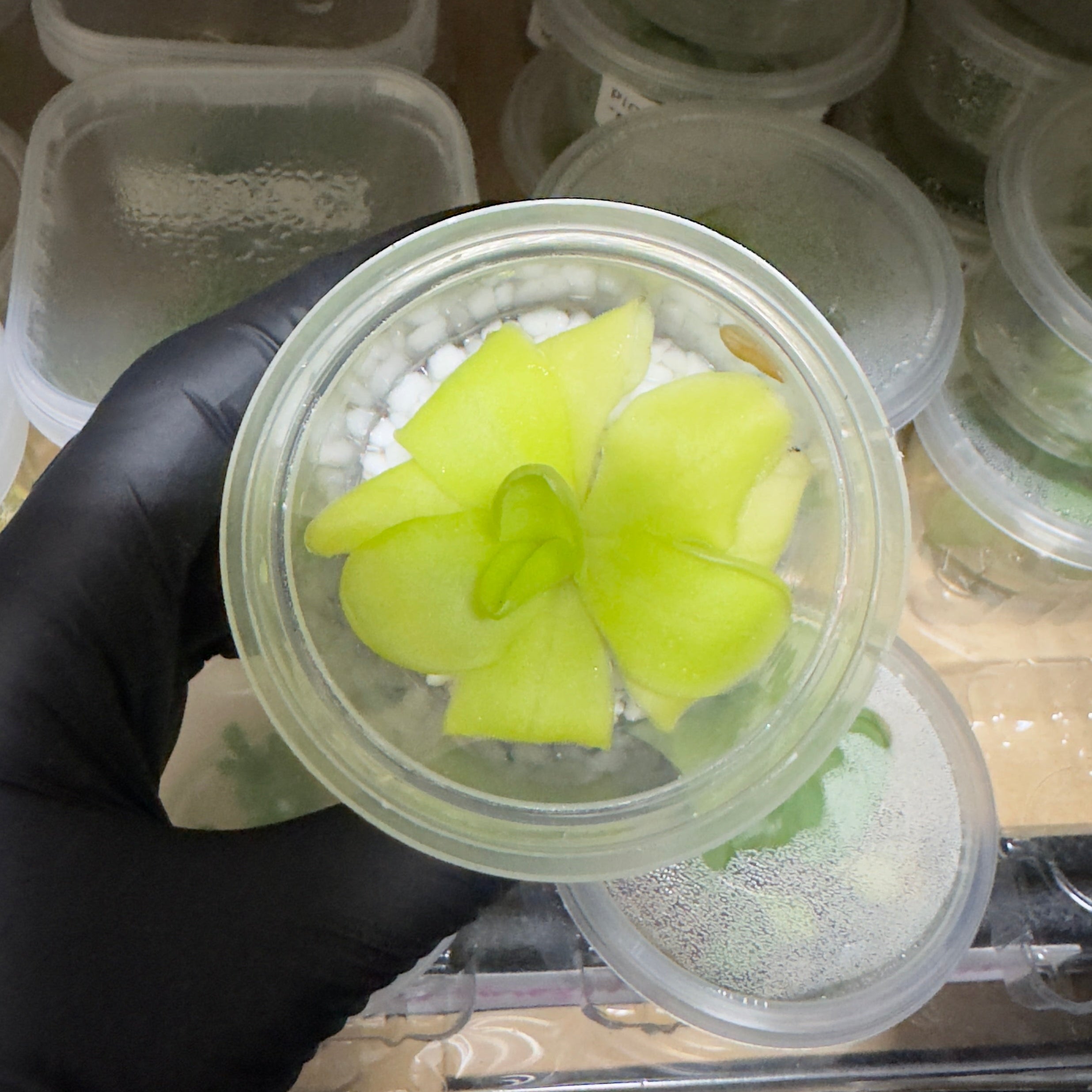 Pinguicula Tina Hand holding a small container with a green plant, surrounded by similar containers in the background.