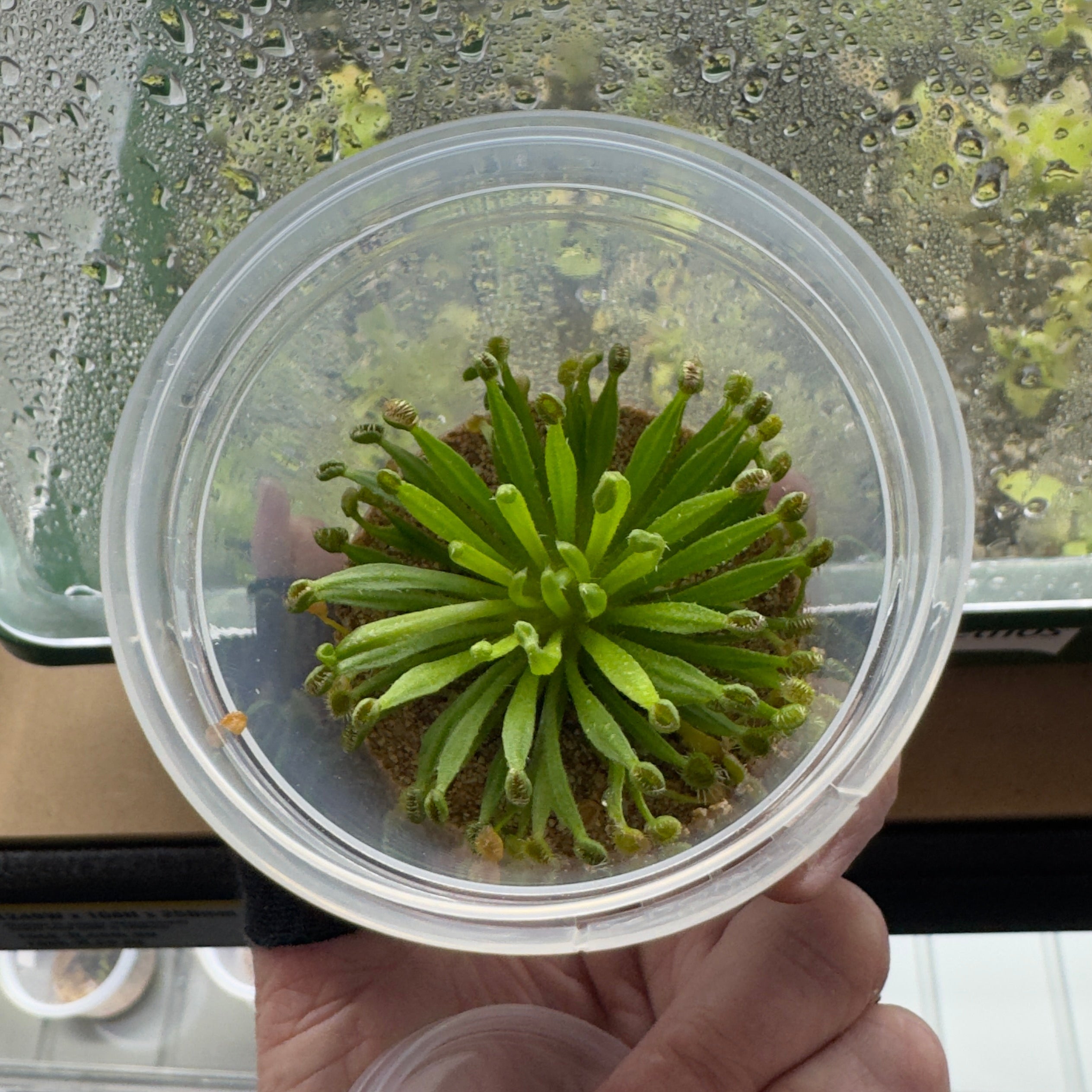 Drosera ordensis (Petiolaris Complex Sundew)